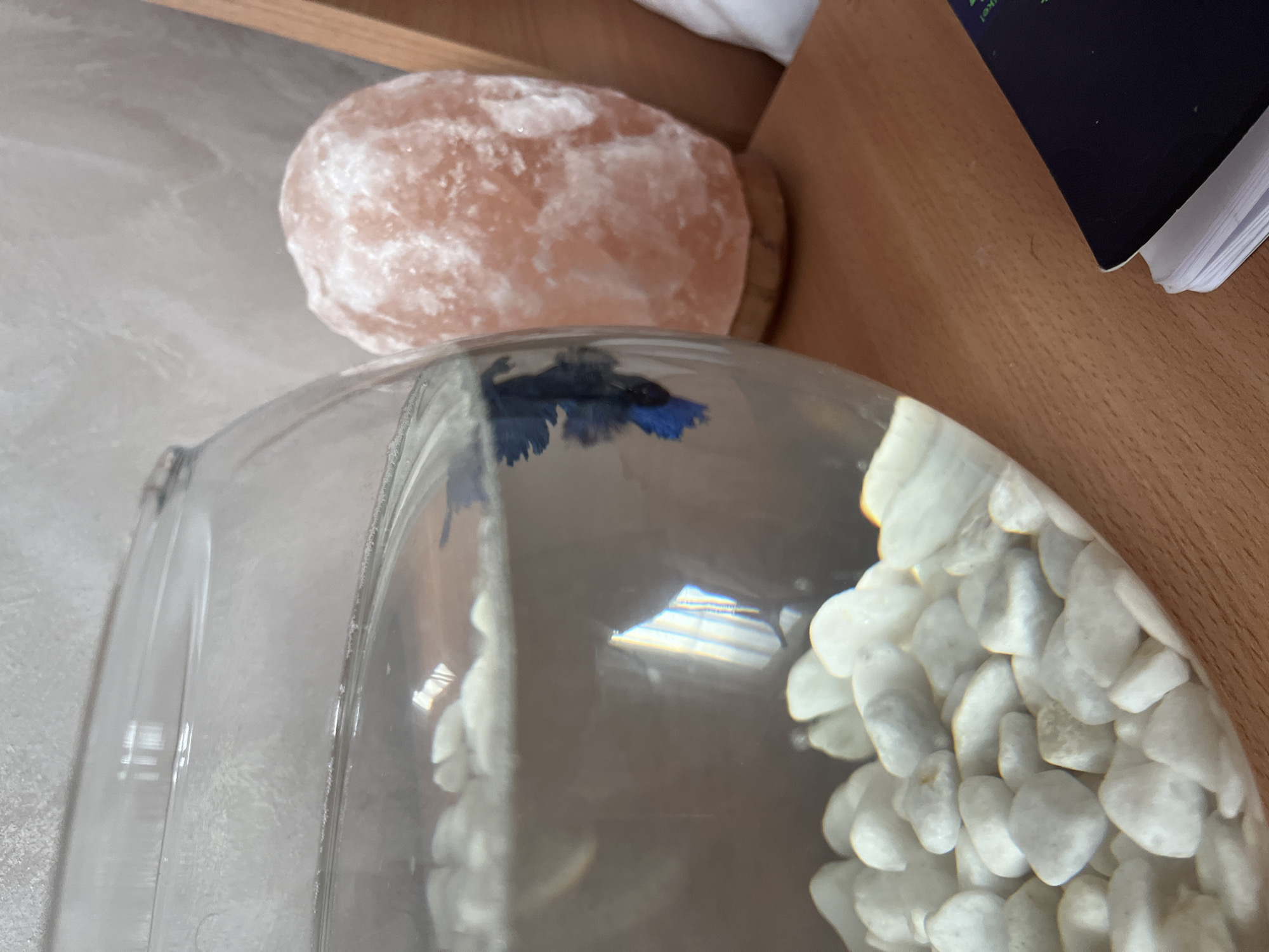 The image shows a clear glass bowl filled with water and white stones. A small, dark blue betta fish is visible within the bowl. A pink Himalayan salt lamp sits next to the bowl on a wooden surface. A book is partially visible in the background on the right side. The location in Blagoevgrad, Bulgaria is not discernible from the image.