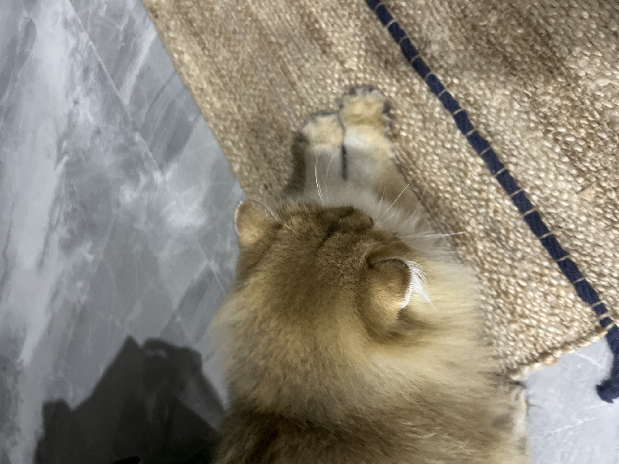 An adult golden-colored cat is lying on a textured, woven mat in a room. The cat's head is resting on its paws, and its eyes are closed. The mat has a pattern of dark blue stripes. The floor in the background appears to be tiled with a grey, marble-like pattern. A shadow, possibly from a person or furniture, is cast on the floor to the left of the cat. There is no indication of the city of Aksu, Turkey, or any other specific geographical location within the image.
