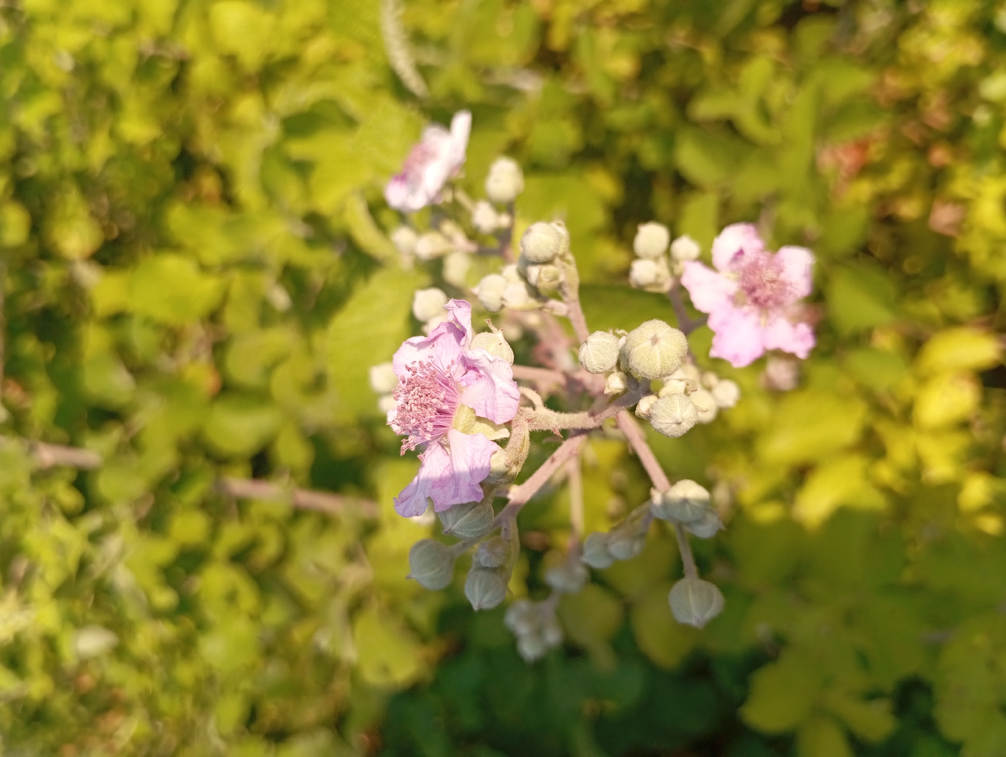 A close-up, vertical, eye-level shot captures a cluster of delicate, pale pink flowers and their buds against a blurred, sunlit background of lush green foliage. The main flower in the foreground is fully open, revealing a detailed stamens with a cluster of tiny pink pollen grains at its center. Its petals are finely textured and slightly ruffled. Several unopened buds, varying in size and shape, surround the bloom on the same stem. Another smaller, partially open flower is visible in the upper right quadrant, also displaying soft pink petals. The overall scene suggests a natural outdoor setting, possibly a garden or wild vegetation, bathed in warm, natural light that creates a shallow depth of field, emphasizing the floral subjects. The image was taken in the city of Şirvanlı, Azerbaijan.