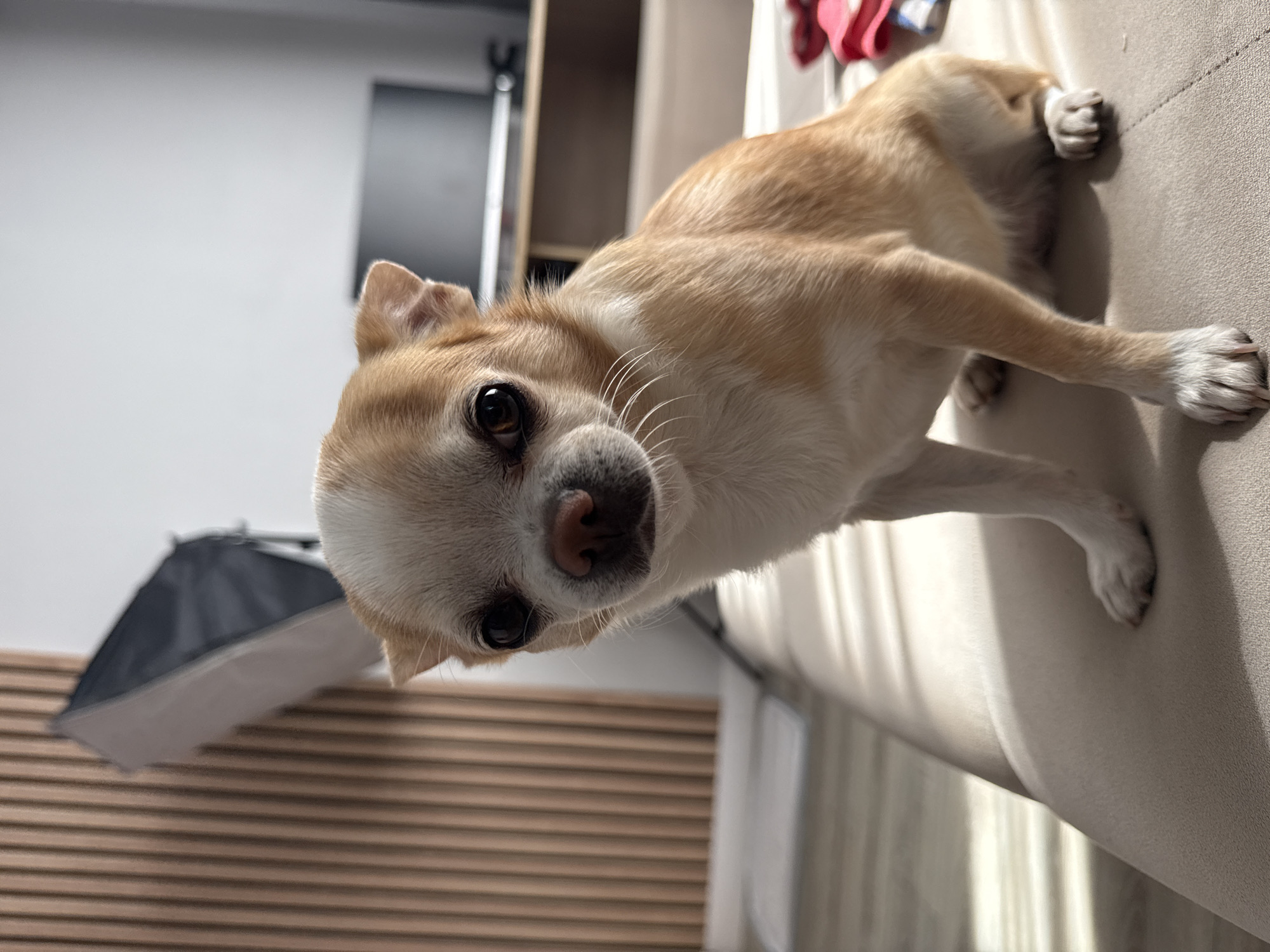 A tan and white Chihuahua is lying on a light-colored sofa. The dog is facing the camera with its head tilted. A portion of a black and gray light modifier is visible to the left of the dog. In the background, there is a light-colored wall and a piece of furniture.