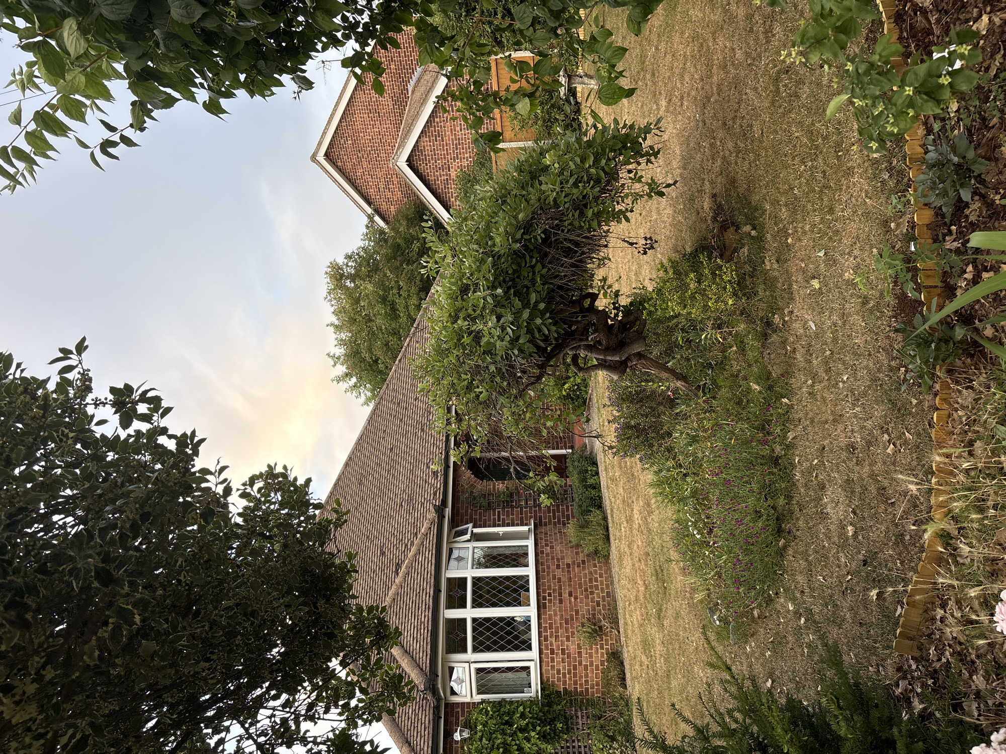 This image captures a scene in a residential garden in Chelmsford, United Kingdom. A brick house with a tiled roof is visible on the left side of the frame, featuring a prominent bay window with diamond-shaped panes. To the right of the house, another section of the brick building with a gabled roof is partially obscured by trees. The garden itself is characterized by dry, light-brown grass and a variety of plants and trees. A uniquely shaped tree with twisted branches stands in the center of the garden, surrounded by low-lying purple flowers and green foliage. A wooden fence is visible in the background. The sky above is overcast with a soft, diffused light. The overall impression is of a tranquil, somewhat overgrown garden setting.
