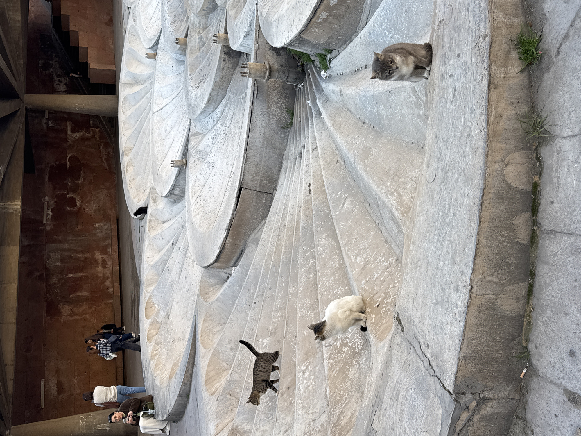 The image shows a portion of the exterior of a gray, monumental architectural structure with repeating, curvilinear, fan-like formations. Three cats are visible on the structure. One cat is positioned near the top, appearing gray with tan markings, and is resting or lying down. Further down are two more cats; one is primarily white with gray or tan markings, and the other appears to be a tabby cat. To the left are several blurred figures of people walking on the ground near the base of the structure. There is no indication of Yerevan, Armenia.