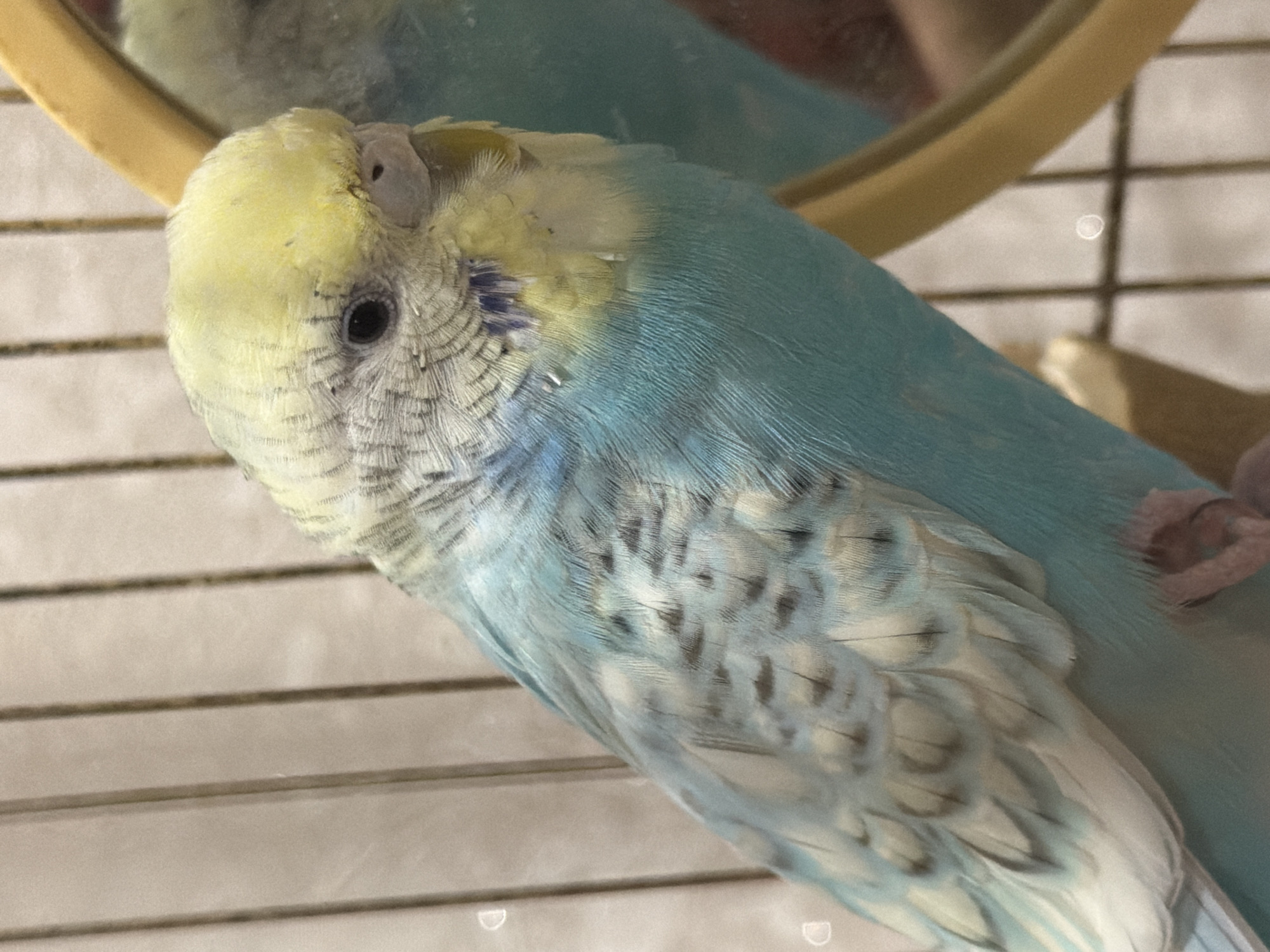 A budgie with yellow and light blue feathers is perched in a cage, facing right and looking at its reflection in a mirror. The bird's head is mostly yellow with some grey and black markings on its forehead and around its eyes. Its body is a vibrant light blue, with grey and white speckled feathers on its wings. The cage bars are visible in the background, as is the yellow frame of the mirror. The lighting is soft and appears to be natural or from an indoor light source.