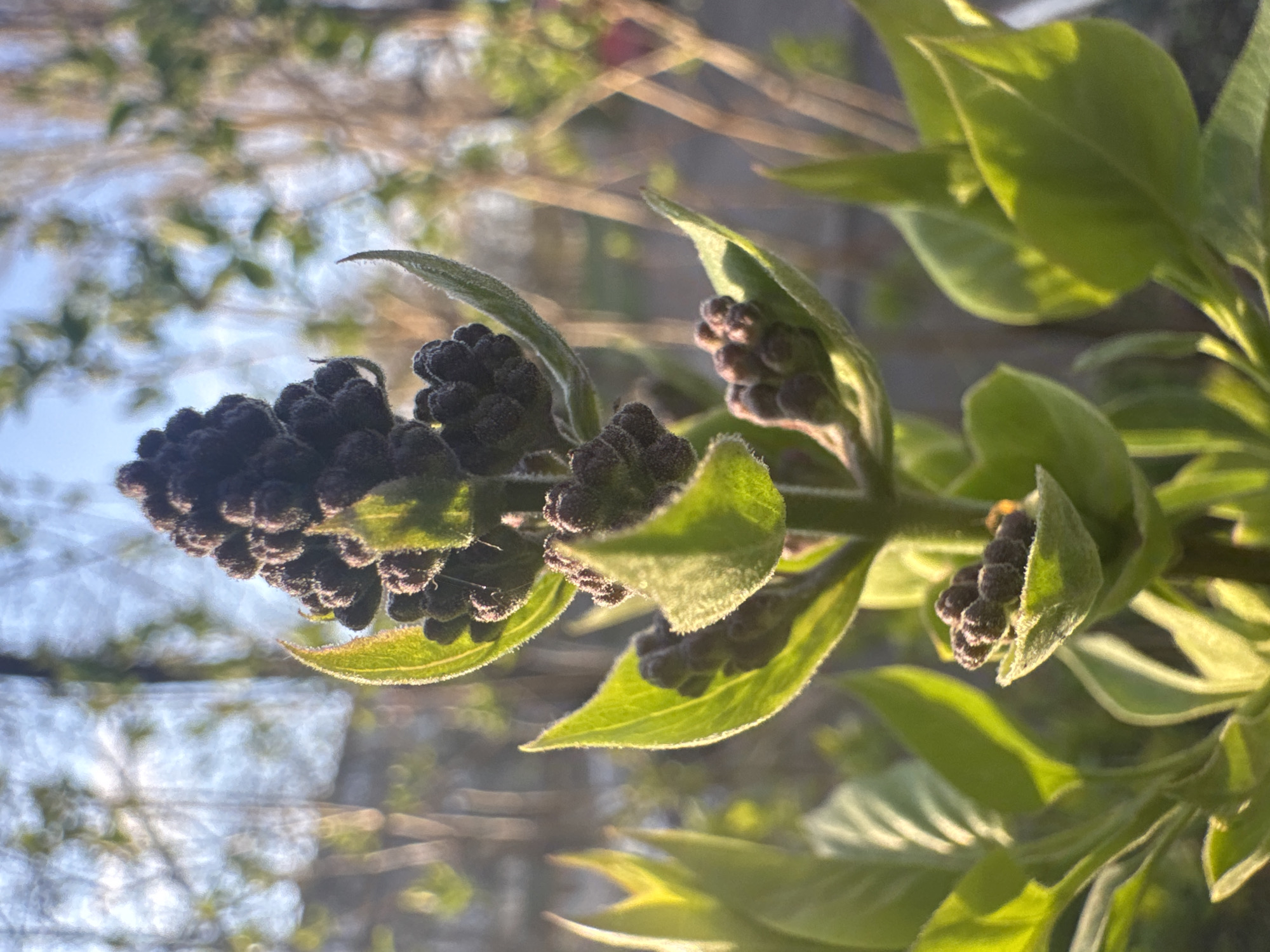 A close-up, eye-level shot shows a cluster of dark purple flower buds, partially obscured by green leaves. The buds and leaves are part of a shrub or tree branch, bathed in the soft, golden light. The background is blurred, revealing a mix of blue sky and other branches. The image captures a moment of early spring, before the flowers have fully opened. The scene suggests a location in an urban park or garden where nature is interwoven into the environment. The city and region are Unknown.