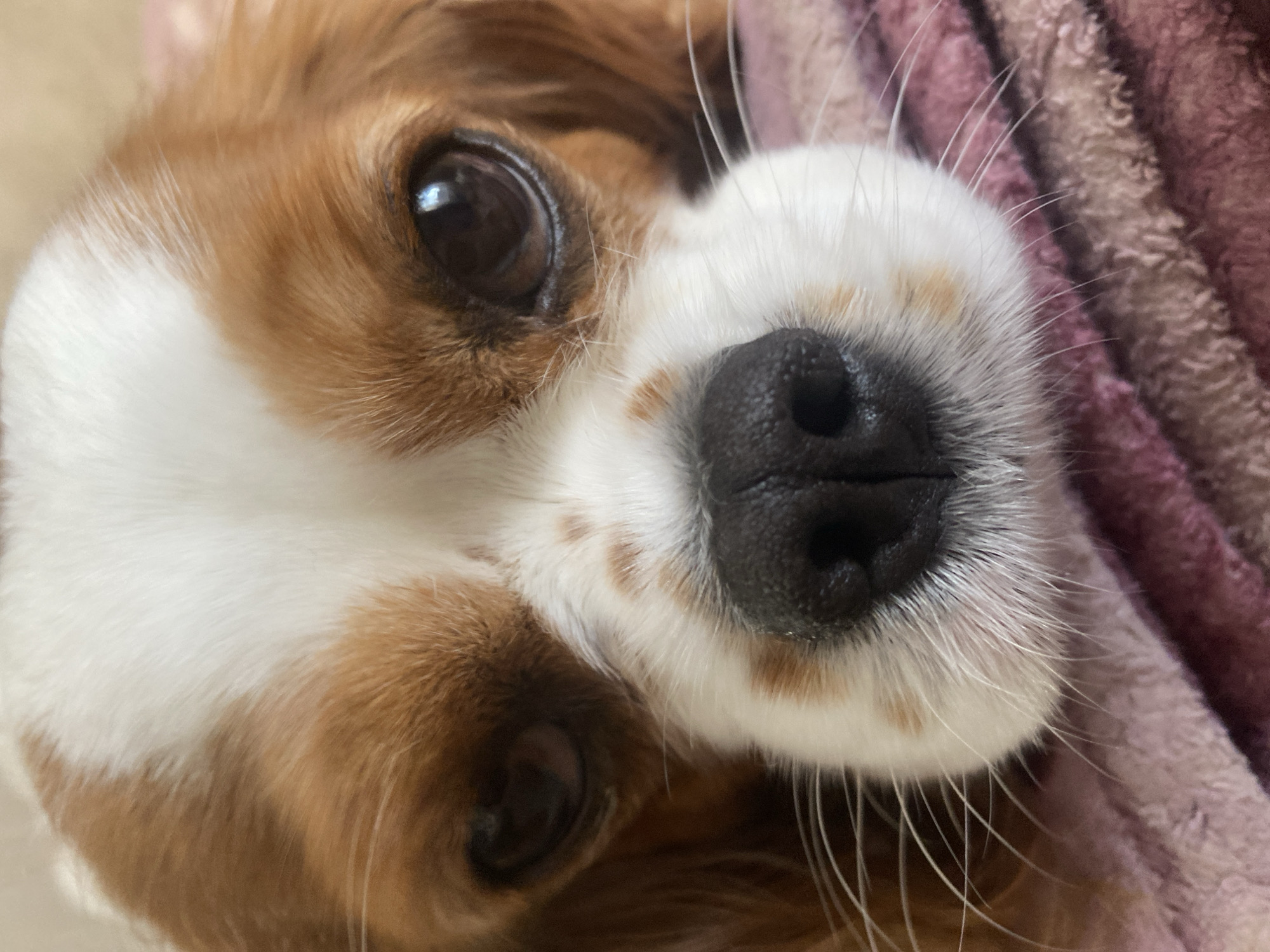 A close-up, head-on shot captures the face of a Cavalier King Charles Spaniel. The dog's fur is a mix of white and reddish-brown, with distinct markings on its face. Its large, dark eyes appear slightly melancholic, and its black nose is wet and prominent. Long, white whiskers extend outwards from its muzzle. The dog is resting on a pink, textured blanket, which fills the lower portion of the frame. The background is softly blurred, drawing all attention to the dog's expressive face.