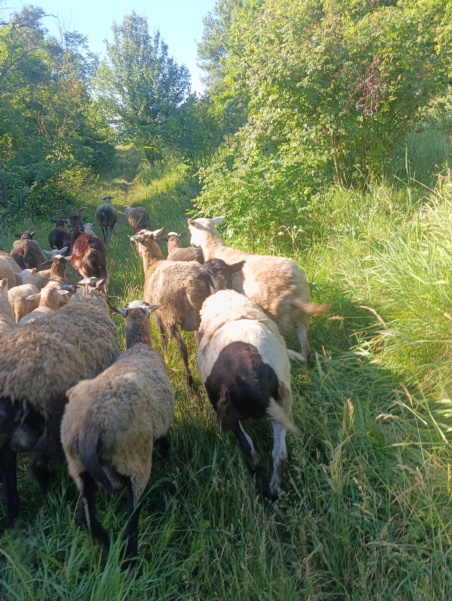 A herd of sheep is walking on a grassy path between trees. The sheep are of various colors, including white, brown, and black. Some of the sheep have black legs and faces, while others are entirely white or brown. The path is lined with tall green grass and trees with lush green leaves. The sky is clear and blue. The scene appears to be a rural landscape in the daytime.