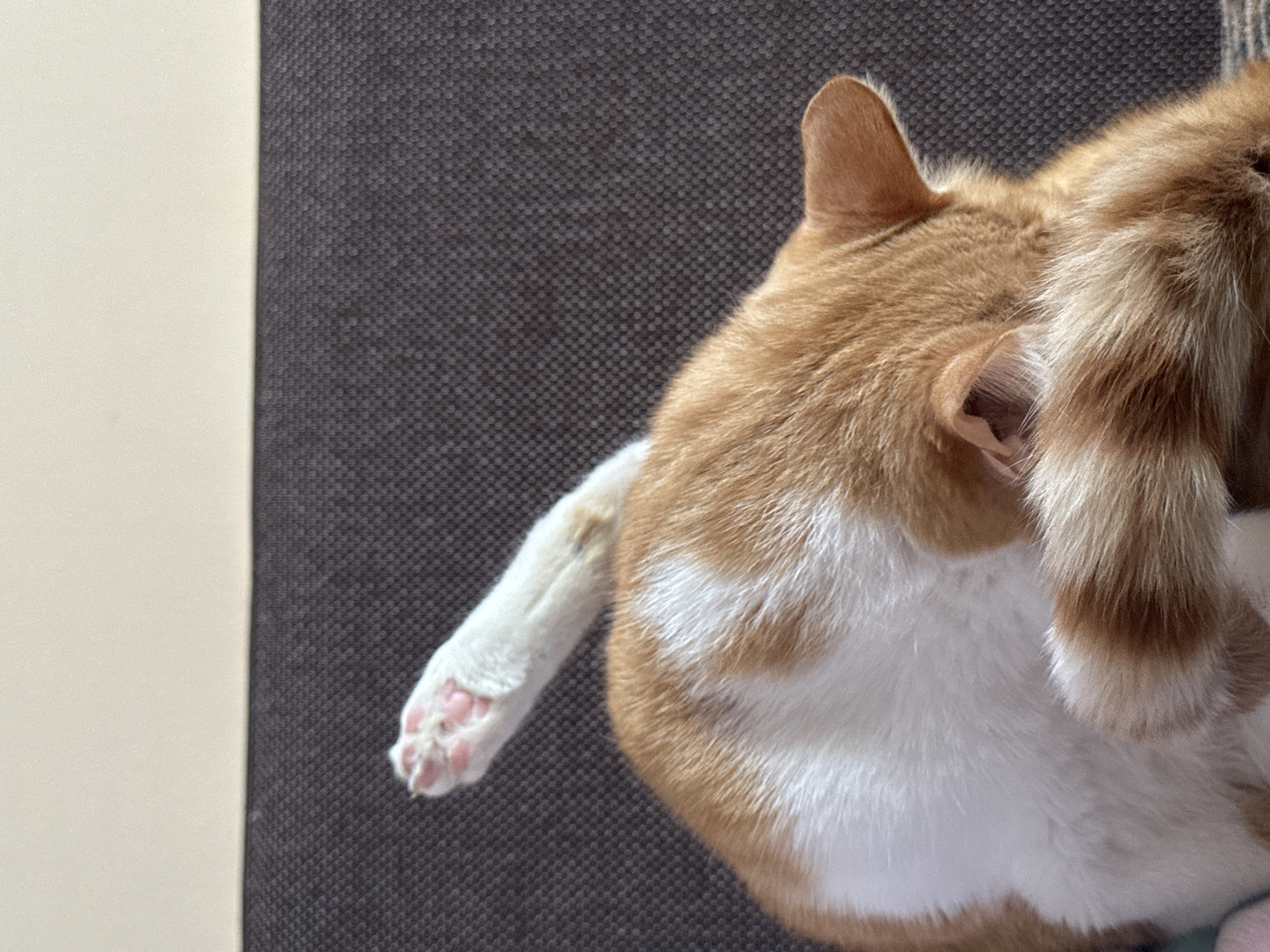 A ginger and white cat is lying on a dark gray textured surface, possibly a sofa. The cat is curled up, with its head hidden by its tail and forelegs. One white hind leg is raised and bent, showing pink paw pads and claws. The background consists of a beige surface above the gray surface. The scene is indoors.
