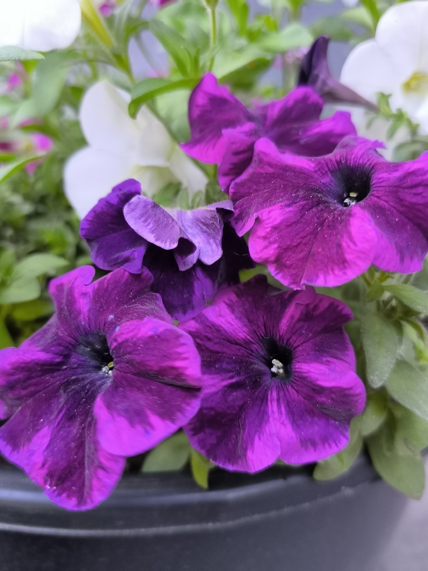 A close-up shot of dark purple petunias with lighter streaks is displayed. The flowers are in a dark planter, with green foliage visible in the background, along with a few white flowers. The image was captured in Dnipro, Ukraine.