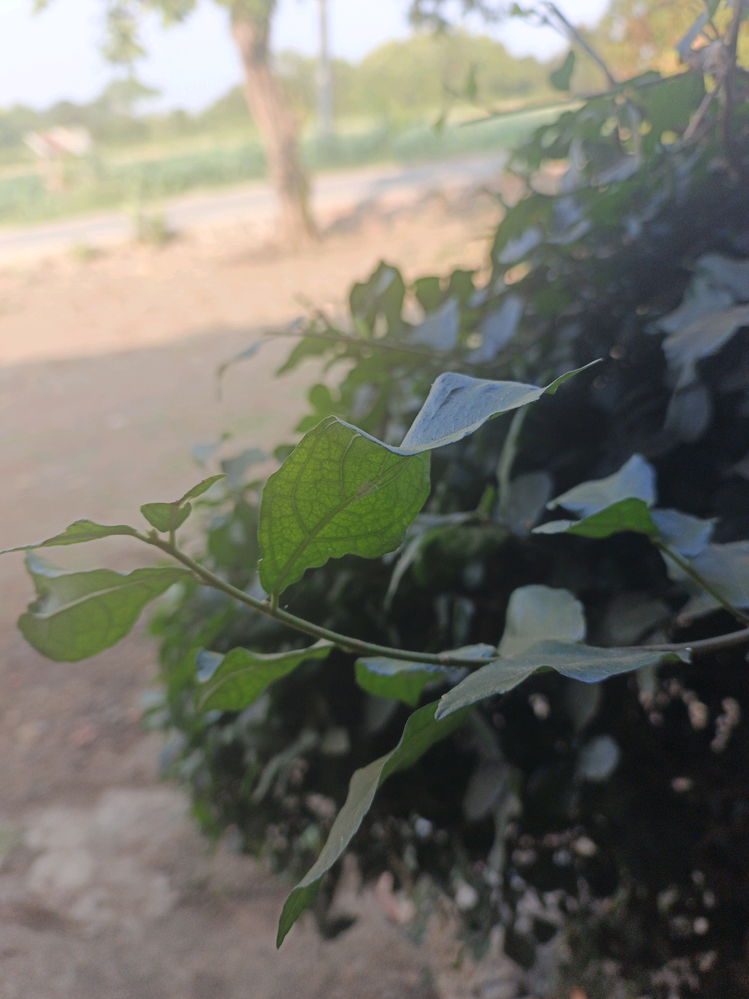 An extreme close-up photograph focuses on green leaves and branches of a plant, possibly a shrub, in Bumiharjo, Indonesia. The plant is positioned in the foreground, with its foliage taking up most of the right side of the frame. The leaves are various shades of green, with some showing a lighter, almost translucent quality and a visible vein pattern. One particularly detailed leaf in the center is curved, revealing its textured surface. The background is blurred and out of focus, suggesting a shallow depth of field. It depicts an outdoor environment with a dirt or gravel path on the left, partially illuminated by sunlight. Further in the background, indistinct shapes suggest trees and possibly structures, common in a rural or suburban setting. The lighting suggests it is daytime, with a soft glow illuminating the scene.