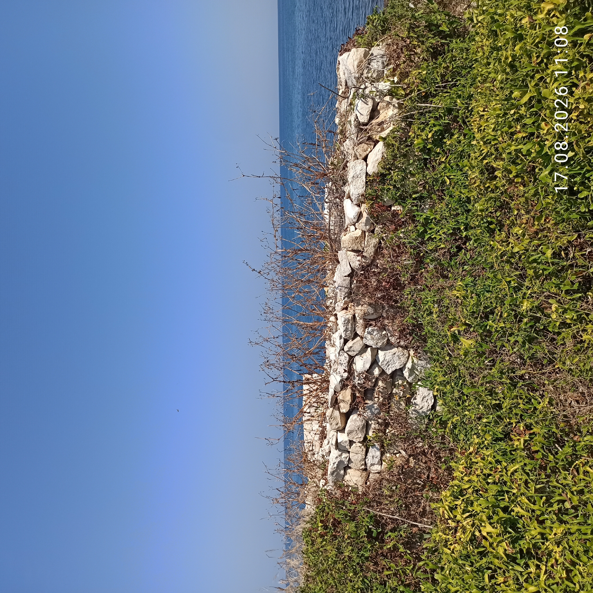 The image depicts a sunlit outdoor scene with a clear blue sky above a body of calm blue water. In the foreground, a low, irregular wall constructed of white stones is visible. This wall is partially obscured by dense green vegetation and dry, thorny branches. The vegetation covers the ground around and on top of the stone wall, creating a rugged, natural landscape. The sea extends to the horizon, meeting the sky. A timestamp "17.08.2026 11:08" is overlaid on the lower right portion of the image. There are no people or animals present. The scene appears to be a coastal area, possibly a park or undeveloped land, in Molfetta, Italy, given the presence of dry Mediterranean vegetation.