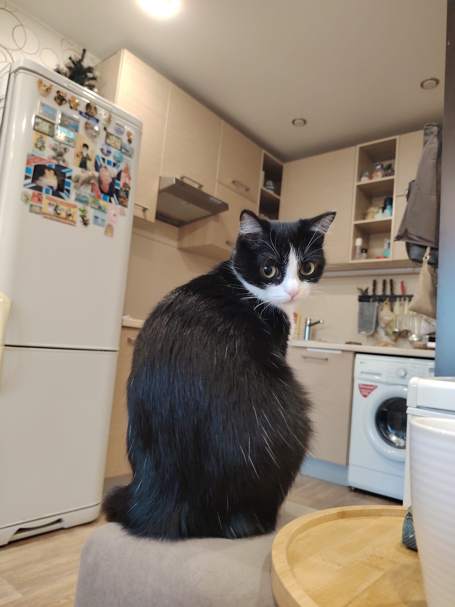 In a domestic kitchen, a black and white cat is seated on a stool, turned away from the camera and looking over its left shoulder. The cat has bright yellow eyes and white whiskers. The kitchen features a white refrigerator covered in magnets, light-colored cabinetry, a sink, a stove hood, and a washing machine. A wooden tray is visible in the foreground. The scene is brightly lit, likely by overhead lighting.