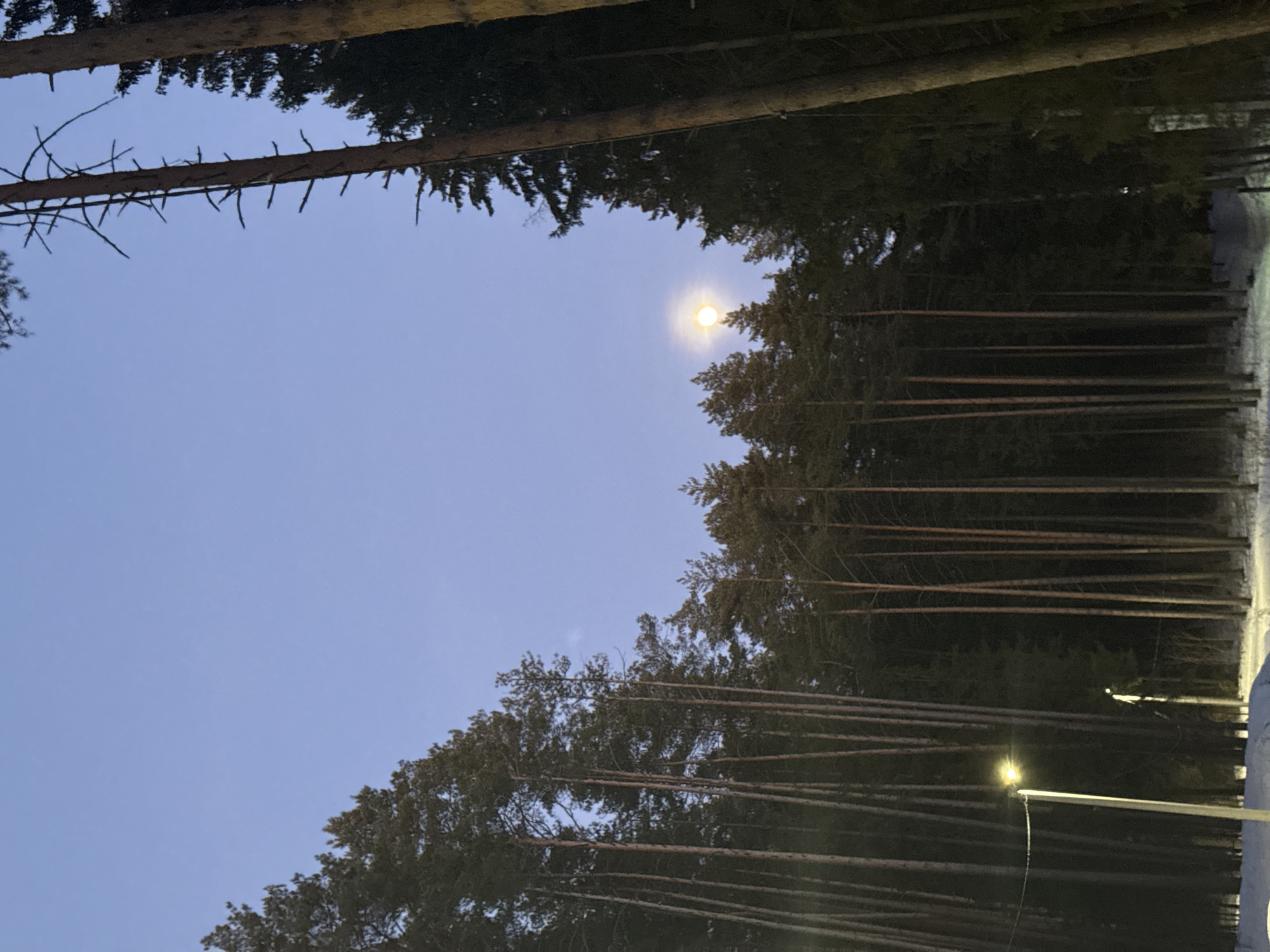 The image depicts a view looking upwards into a forest at dusk in Votkinsk, Russia. The sky is a pale blue and a bright full moon is visible through the trees. Tall pine trees surround the view, some lining the bottom of the frame and obscuring the ground. In the bottom right corner, a lamp post is visible. The scene is dimly lit.