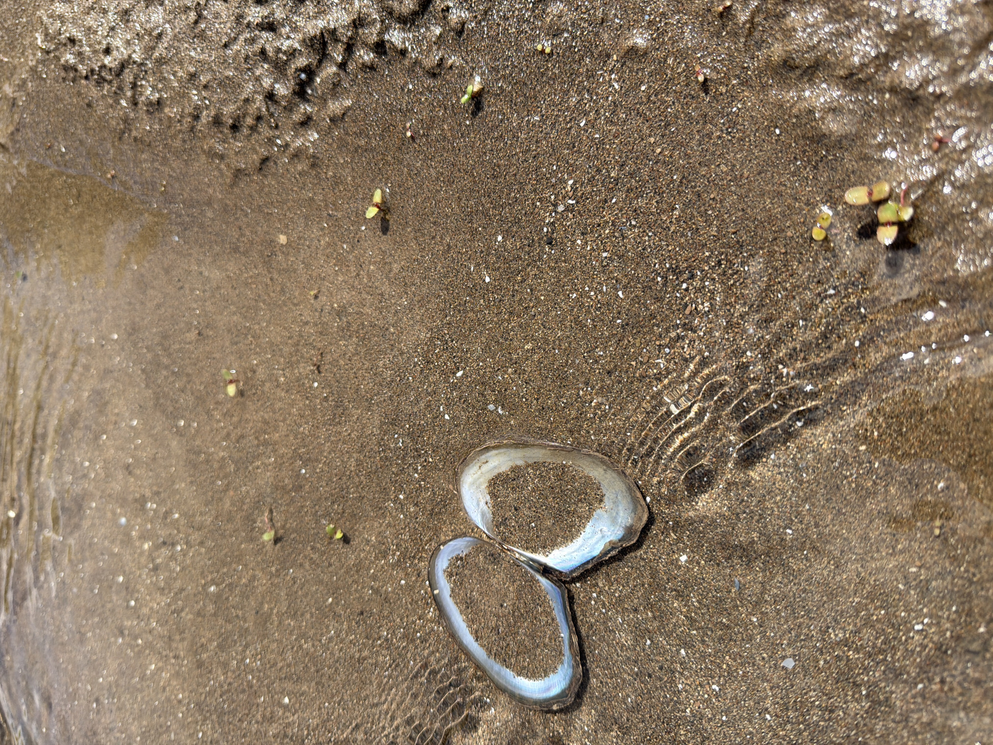A detailed close-up of a natural waterside scene in Il'inka, Russia, captured from an elevated perspective. The frame primarily depicts a sandy shore or riverbed partially submerged by clear, shallow water under direct sunlight. The sand varies from light tan to dark brown, with numerous small white and dark mineral particles visible. Distinct ripples are evident in the water, particularly around two prominent bivalve shell halves positioned in the lower-left quadrant. These shells are open, revealing an iridescent, pearlescent inner surface with hues of white, light blue, and subtle purple. Both shell halves are partially filled with the surrounding sand. Several small, green plant fragments, appearing as nascent sprouts or broken aquatic plant pieces, are scattered across the wet sand, notably one near the top-center, one mid-left, and a cluster in the bottom-right. No human presence or artificial objects are visible.