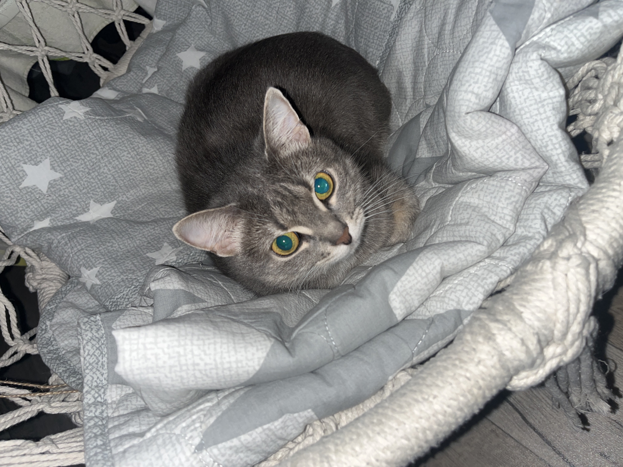 A gray tabby cat with yellowish-green eyes is nestled in a gray and white star-patterned quilted hammock. The hammock is suspended by white rope, some of which is visible. The background is dark and obscured. The location is not discernible as Chaikovsky, Russia from the details in the image.