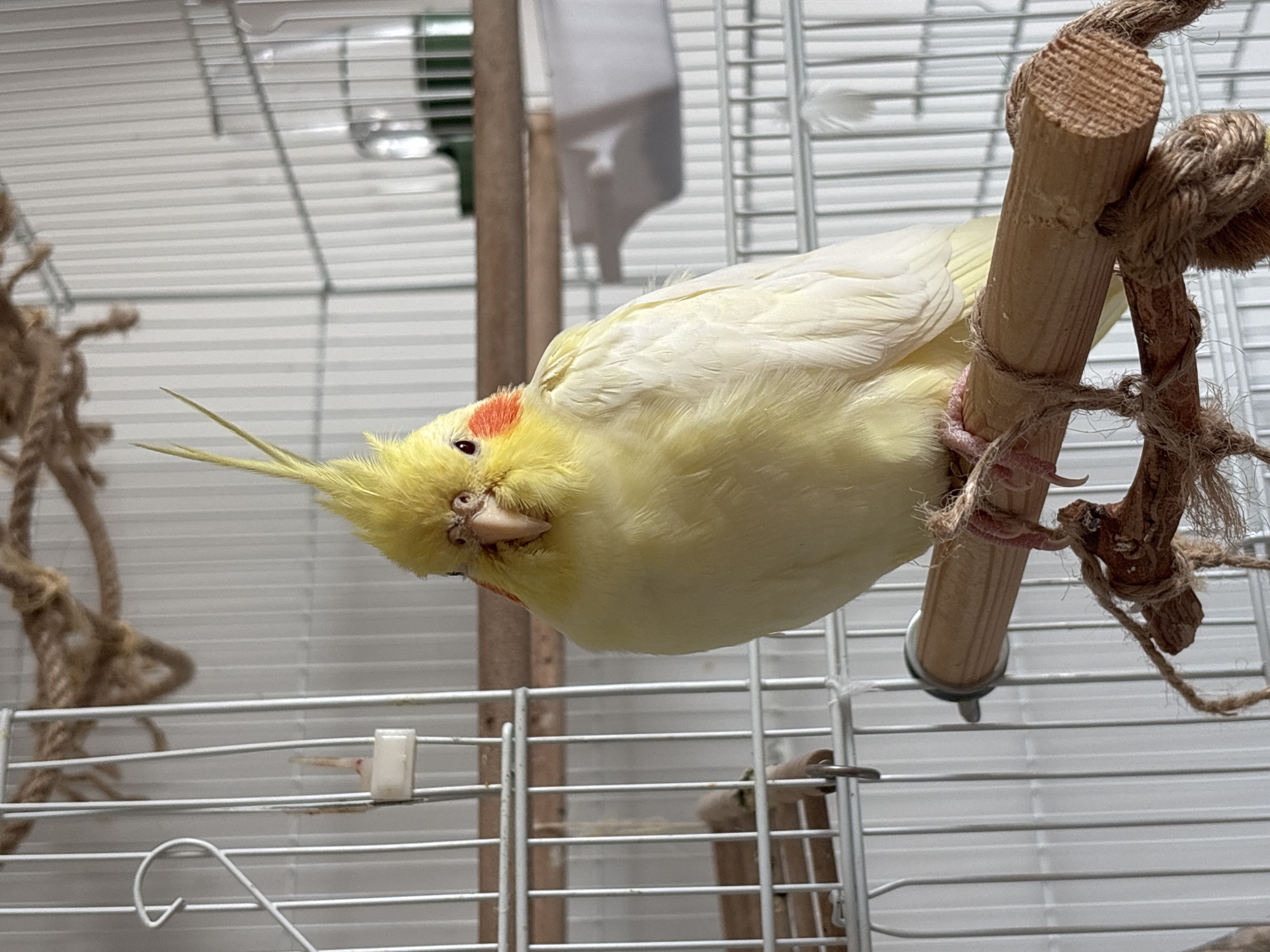 A yellow cockatiel with orange cheek patches clings upside down to a wooden perch tied with rope inside a white wire cage. The cage is in front of a white wall. The location and city of Krasnoyarsk, Russia cannot be determined from the image.