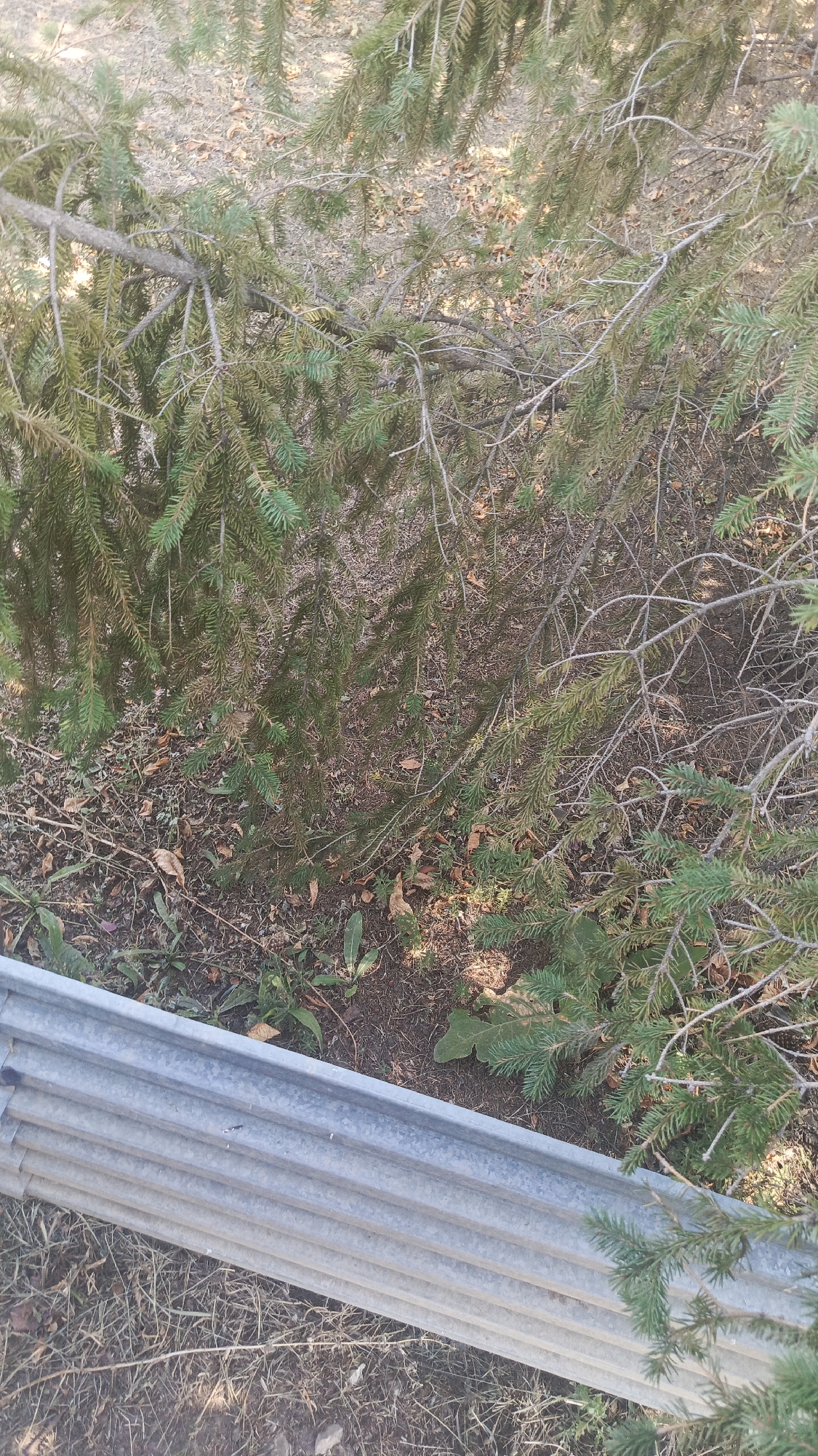 A close-up, high-angle shot shows a section of a coniferous tree with dense green needles and several thin, brown branches. The ground beneath the tree is covered with dry leaves, pine needles, and some sparse green vegetation. In the foreground, a corrugated metal barrier runs horizontally across the bottom of the frame. The scene appears to be outdoors in a natural setting, possibly in or near a park or forest area within the city of Zolotaya Step, Russia, based on the provided context. There are no people or animals visible in the image.