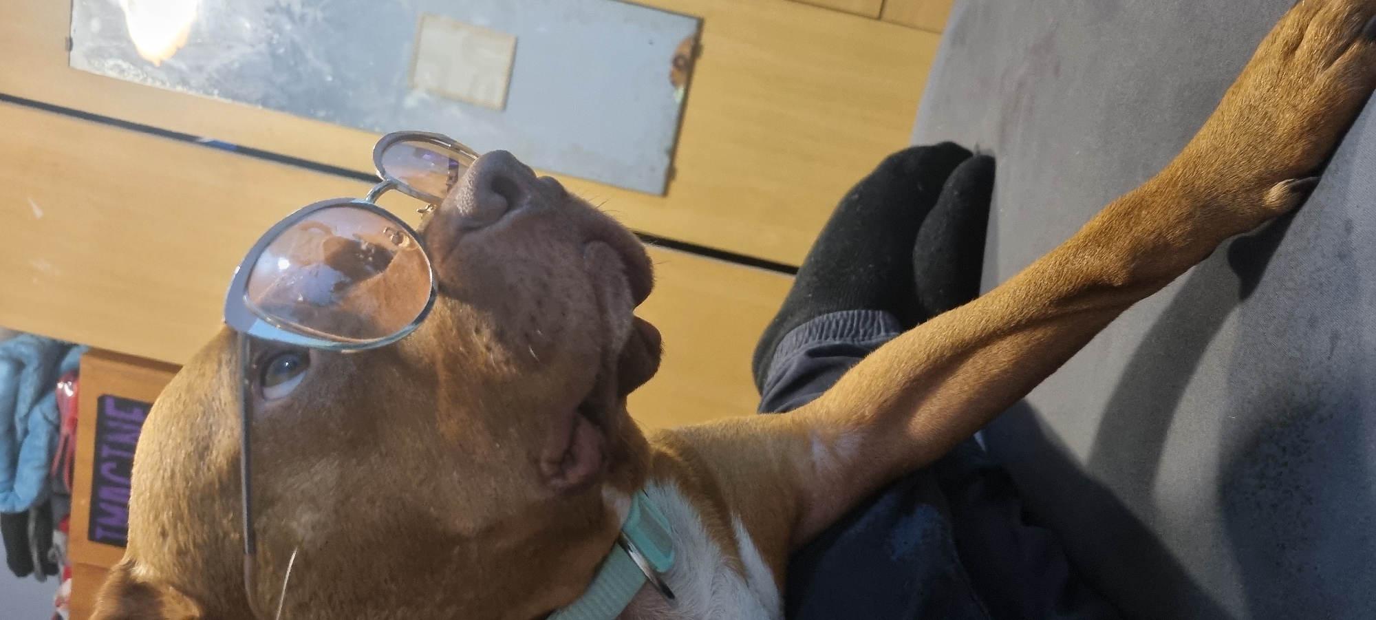 This indoor image features a reddish-brown dog, appearing to be a pit bull type, lying on a grey fabric couch or similar soft surface. The dog's head is tilted upwards, and it is comically wearing round, silver-framed sunglasses with light-tinted lenses perched on its nose. Its brown eyes are visible, looking upwards, and a hint of its tongue is seen. A light green collar is around its neck, and it has some white fur on its chest.
To the right, a person's leg and foot are also resting on the grey surface. The foot is covered by a black ribbed sock, and the leg is clad in dark blue or grey sweatpants. The overall scene conveys a relaxed and humorous atmosphere.
The background includes a wooden surface, possibly furniture or a wall panel, and above it, a reflective surface like a mirror. To the left, some hanging clothing items are partially visible. A notable detail is the word "IMAGINE" written in light purple lettering on a dark rectangular object, possibly a sign or label, positioned behind the dog's head. The lighting suggests a bright indoor setting.