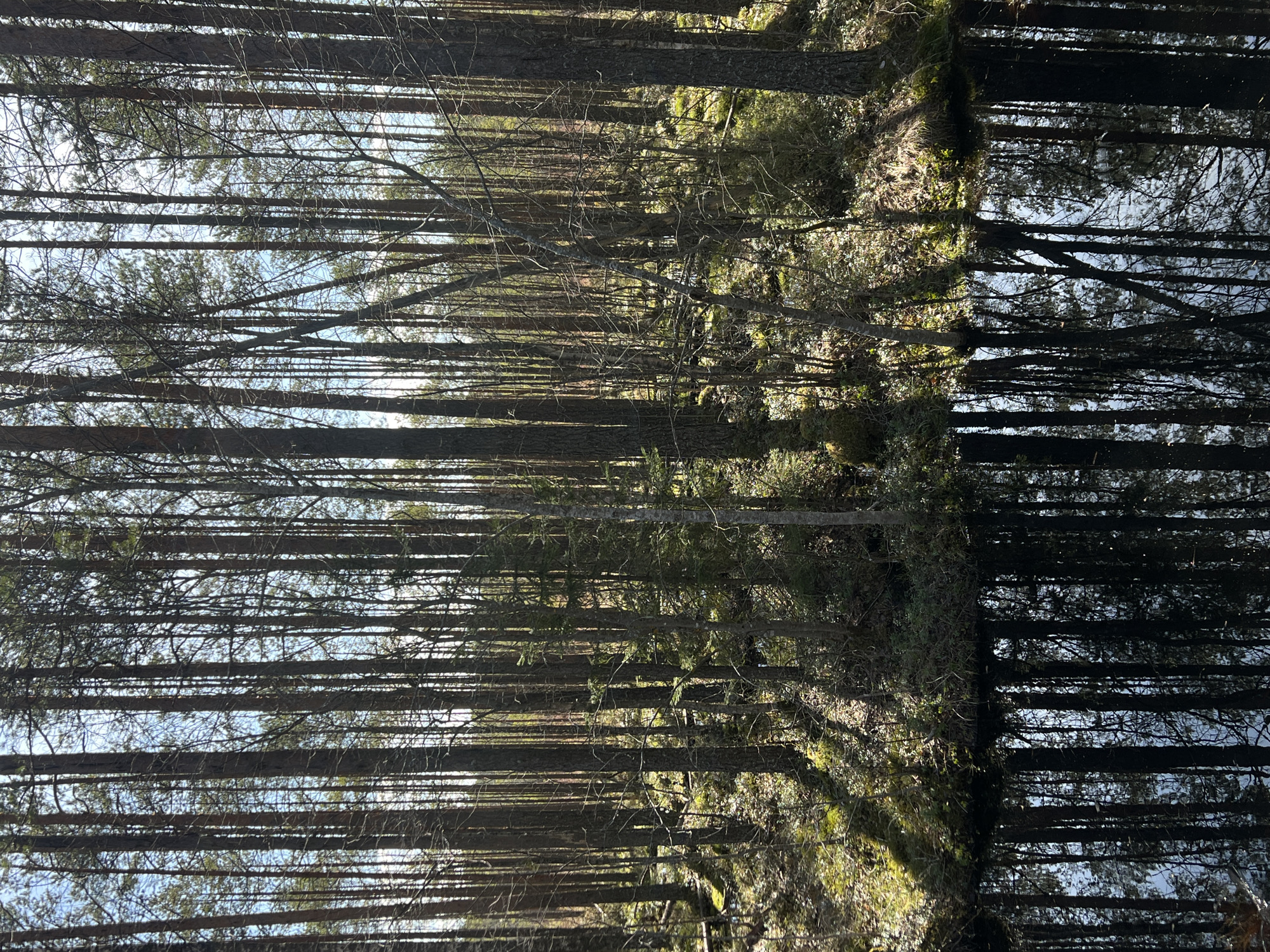 The image depicts a dense forest scene in what appears to be an upright position. The location is stated to be in the city of Chernyshevo, Russia. Numerous tall, slender trees with bare or sparsely leaved branches dominate the composition. Light filters through the branches, creating a dappled effect on the ground. The undergrowth includes some moss and other low-lying vegetation. There are no visible people or animals in the scene. The composition is primarily vertical, emphasizing the height and density of the trees.