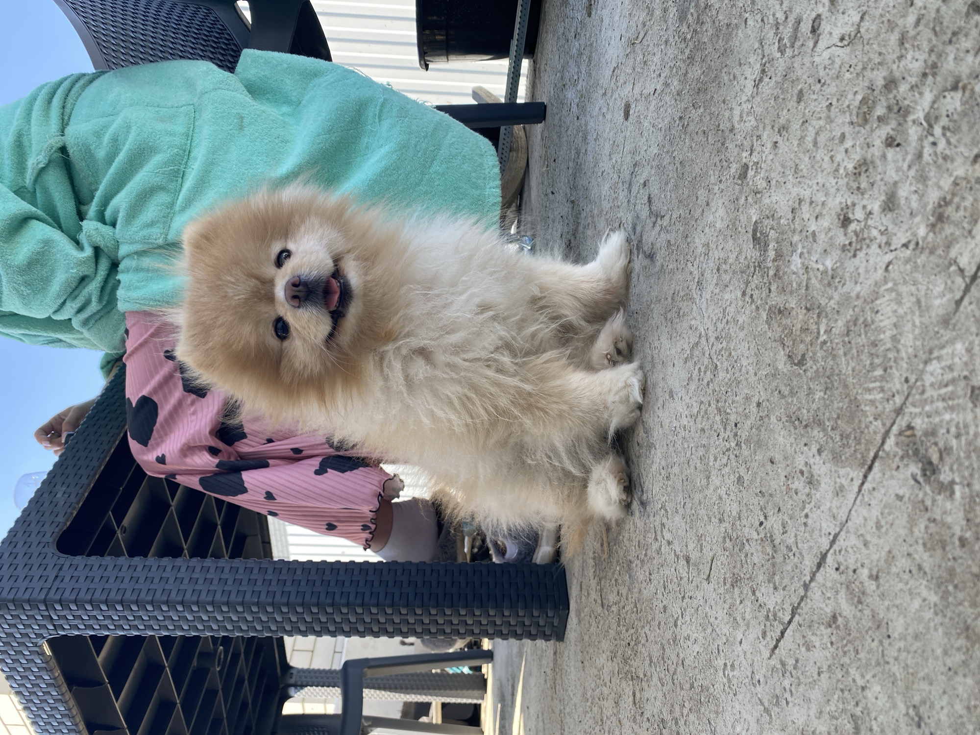 A tan and white Pomeranian dog is sitting on a gray concrete surface. The dog is facing forward with its tongue slightly protruding. The dog is positioned next to a black plastic wicker table or chair. A person wearing a light green bathrobe and pink pants with black spots is partially visible next to the dog. The background includes a white metal fence. The location is Industrialny, Russia.