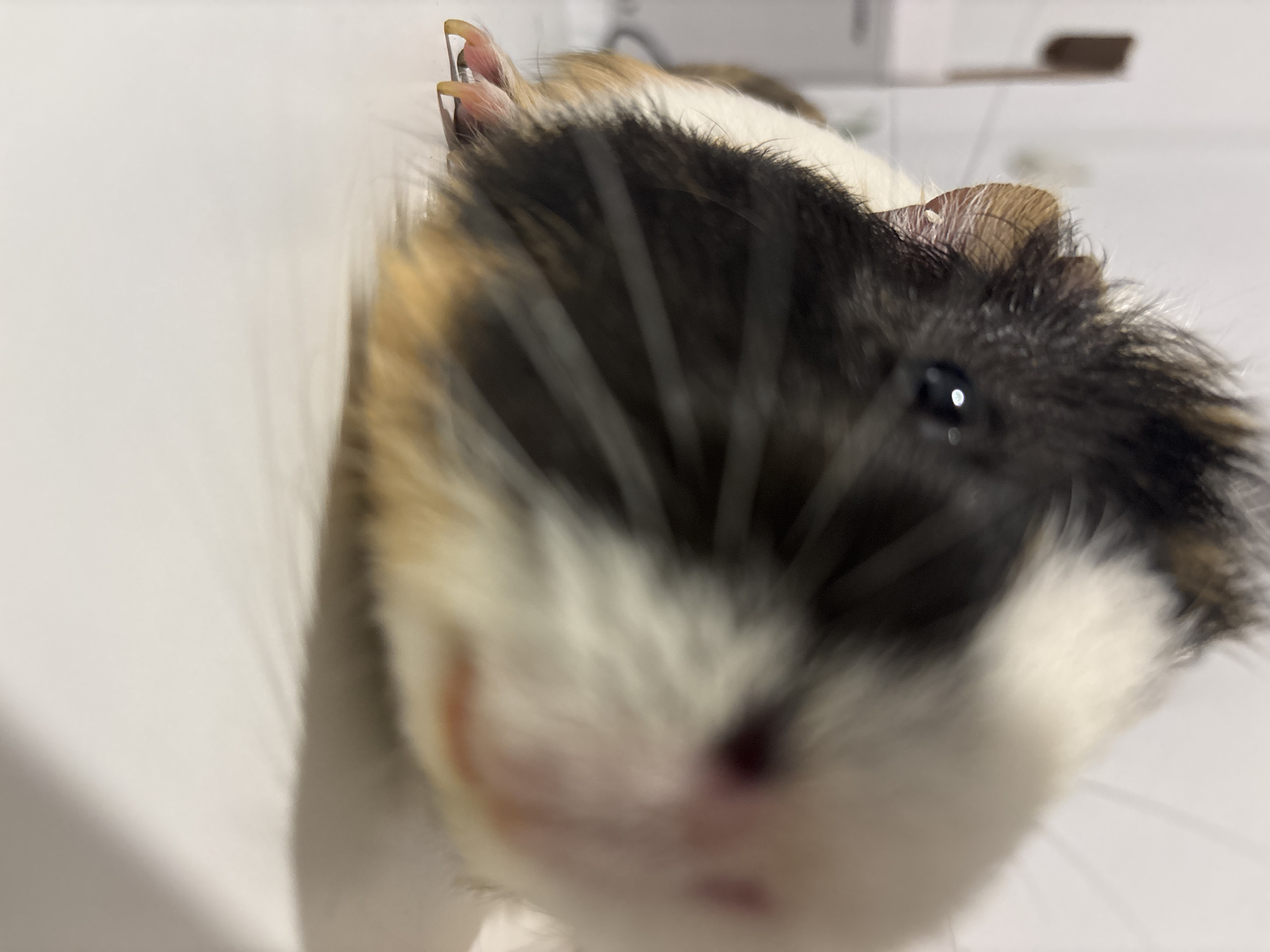 A close-up, slightly blurred image shows a guinea pig with tri-color fur (black, white, and tan). The guinea pig's face is the primary focus, with one eye visible and a small nose. The background is blurry and white. The location in Sofia, Bulgaria is not discernible from the image.