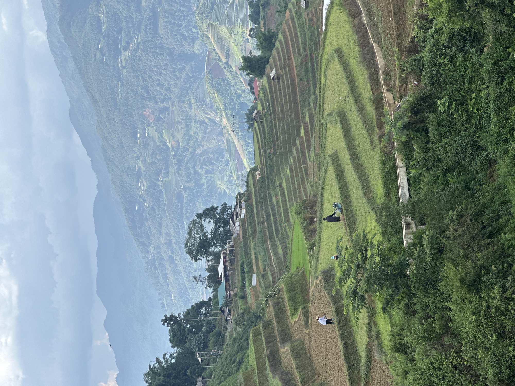 This media file captures a panoramic view of lush green terraced rice paddies carved into a steep mountainside, characteristic of the landscape in Lao Chai, Vietnam. The scene is dominated by undulating rice terraces, with varying shades of green indicating different stages of crop growth; some paddies are bright green with young plants, while others show more mature or harvested brown sections.
In the midground, several small, rustic structures, possibly shelters or farmhouses, are nestled among the terraces. A few individuals, likely farmers, are visible working in the paddies. One person in a dark outfit is seen tending to a field on the upper right, near what appears to be an agricultural implement or basket. Another figure in a white shirt and hat is seen further down, possibly using a long tool to work the soil or crops.
Beyond the cultivated areas, dense natural vegetation covers the surrounding mountains, which recede into the hazy distance, creating layers of blue and green. The sky above is partly cloudy, suggesting a daytime scene, possibly late morning or early afternoon, with diffused light illuminating the landscape. The overall impression is one of traditional agriculture integrated harmoniously with the majestic natural environment. There is no visible text in the image.