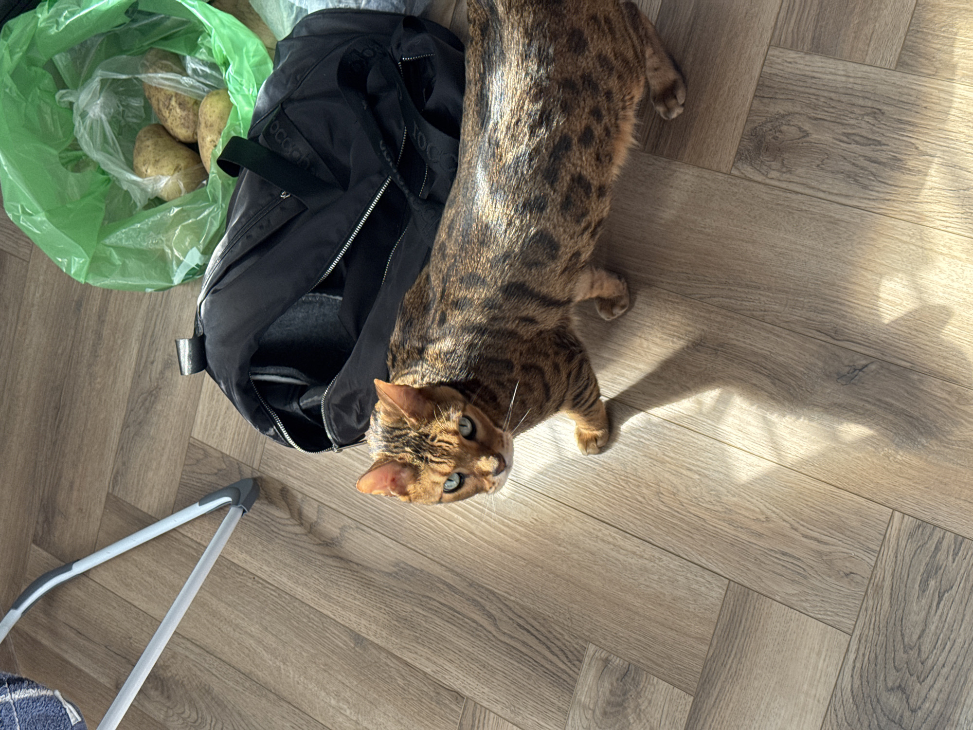 The scene captures a domestic interior with a cat as the central subject. The cat, characterized by its brown spotted coat and light blue eyes, is positioned on a wooden herringbone-patterned floor. The lighting is bright, casting shadows that suggest a sunny day indoors. Adjacent to the cat are a black tote bag, possibly made of nylon, and a green plastic bag filled with potatoes. In the lower left corner of the frame, part of a gray and white laundry basket or stand is visible. The image's location appears to be inside a building in the city of Unknown, Unknown. No people are discernible in the scene.