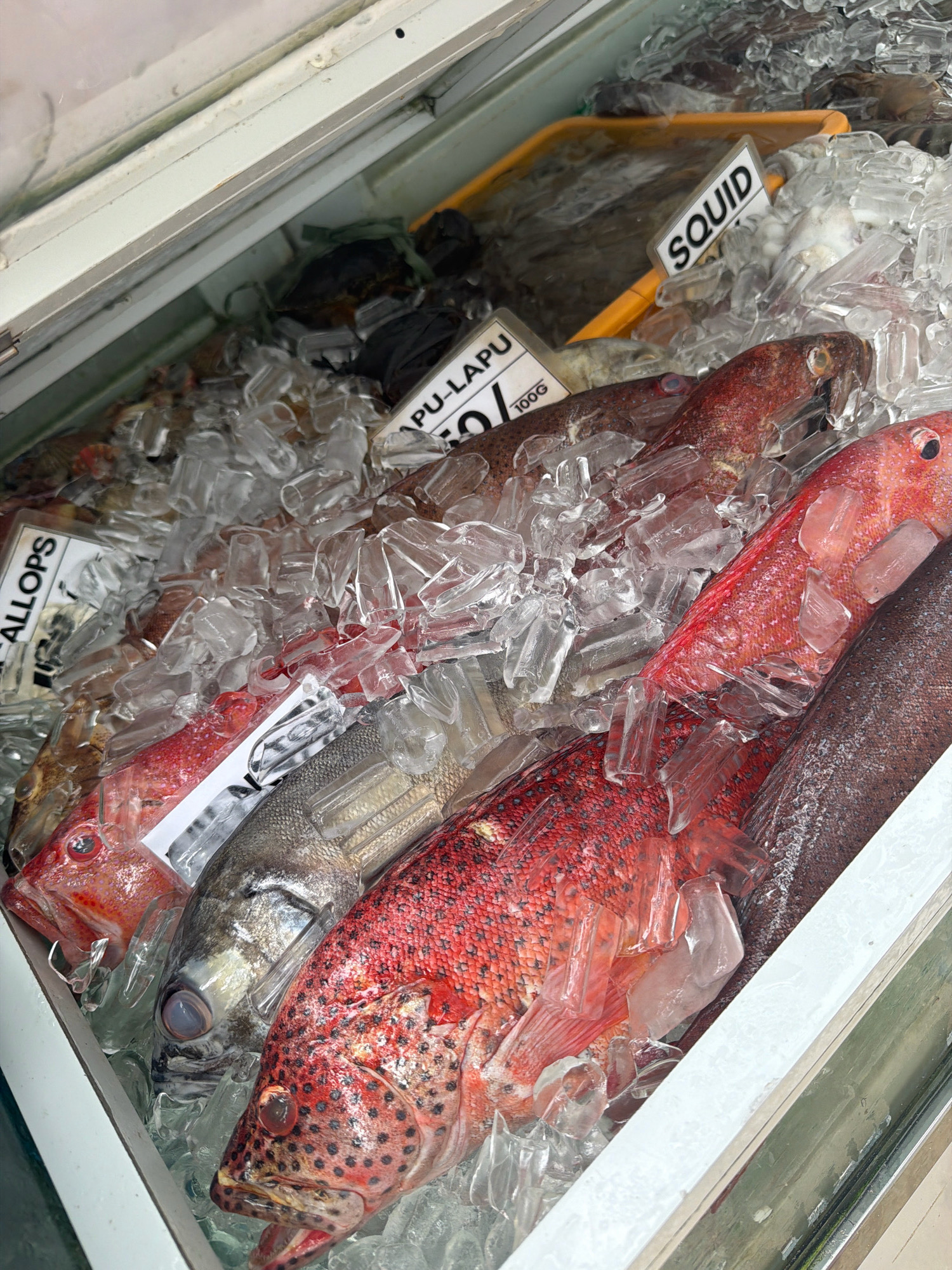 A close-up shot inside a refrigerated display case at a wet market shows several types of fish on ice, with price tags visible. The display case is filled with clear crushed ice, and several whole fish are nestled within it. In the foreground, a large, bright red fish with black speckles is prominent. To its left, a smaller, silvery-grey fish with dark stripes is visible. Further to the left, another red fish with a lighter underside is partially submerged in ice. In the background, a yellow plastic tray holds what appears to be squid, with a sign reading "SQUID". Another sign, partially obscured, reads "PU-LAPU". A sign reading "ALLOPS" is also visible. The overall environment suggests a bustling marketplace, likely in Malay, Philippines, where fresh seafood is sold.