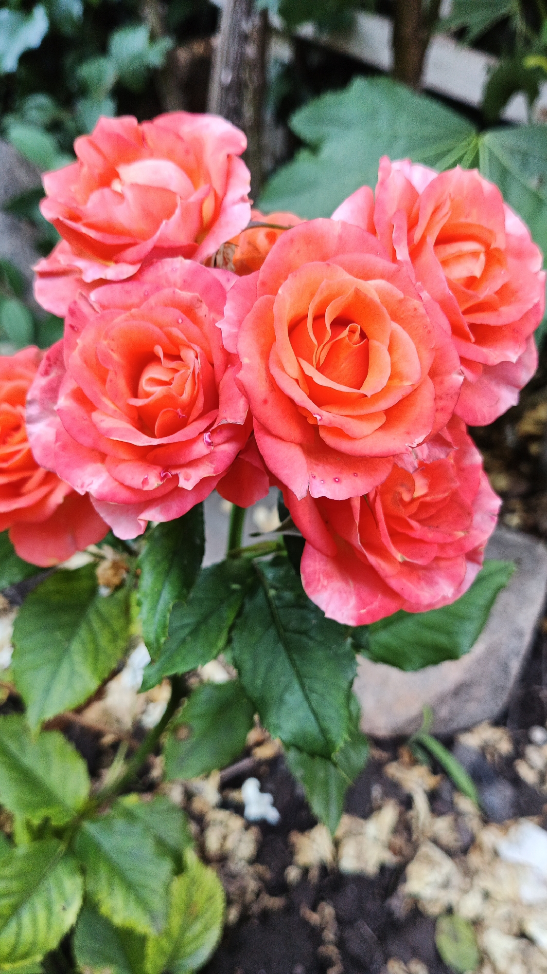 The image shows a close-up view of a cluster of salmon-colored roses with green leaves. The roses are in full bloom, with delicate petals and visible water droplets on their surfaces, suggesting recent rain or dew. The background is blurred, featuring greenery and what appears to be a wooden post and a stone. The lighting suggests it is daytime, possibly in the morning or after a rain shower, given the dew on the petals and the damp-looking ground. The overall mood is serene and natural, highlighting the beauty of the flowers. There is no visible text in the image. The location context provided is Kryvyi Rih, Ukraine.
