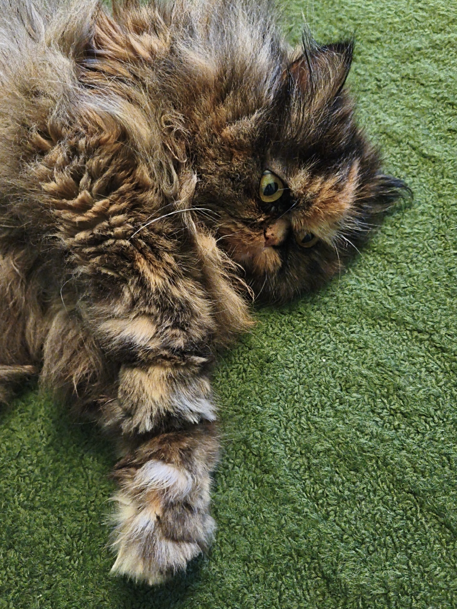 A tortoiseshell Persian cat lies on its back on a green carpet. Its fur is long and shaggy, with patches of brown, black, and ginger. The cat's eyes are open and yellow-green. Its left paw is extended upwards. The background is a solid green carpet.