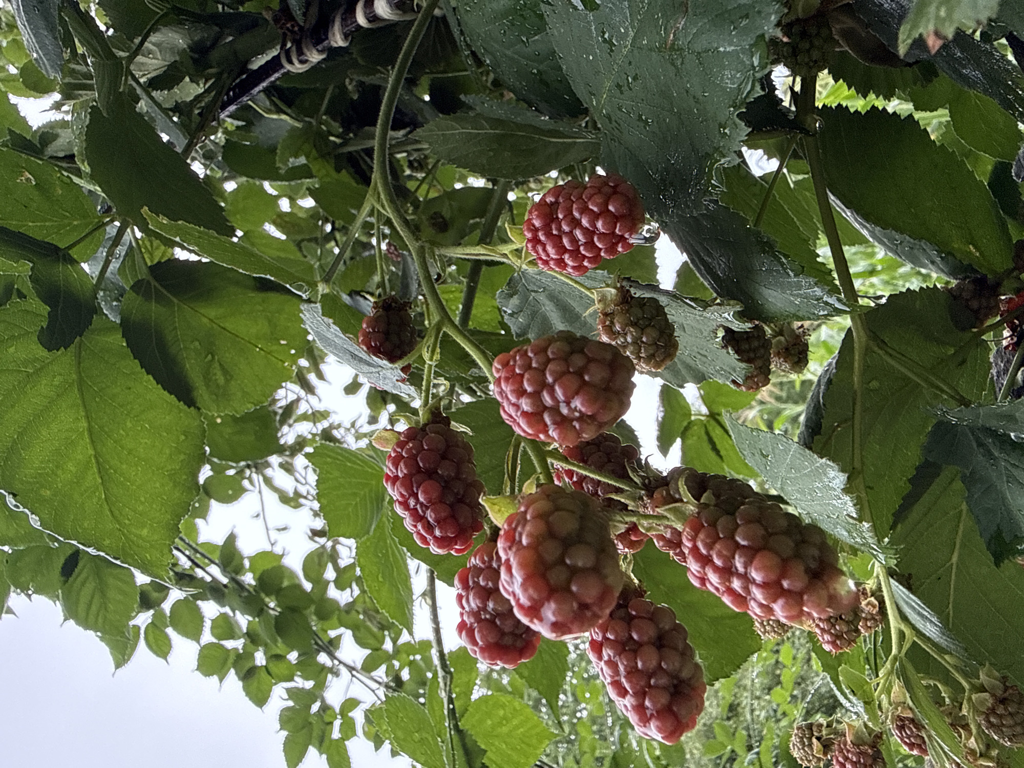 This is a vertical, medium shot of a cluster of raspberries on a vine. The raspberries are a deep red color and are in various stages of ripeness, some appearing darker and more mature than others. They are clustered together on thin, green stems, with a few leaves visible in the background, also a deep green. The leaves appear wet, with water droplets clinging to their surfaces, suggesting recent rain. The background is blurred and out of focus, with hints of more greenery and a bright, overcast sky. A dark, woven object, possibly a tie or support for the vine, is visible in the upper right corner of the frame. The overall impression is one of lush, natural growth and the fresh beauty of ripe fruit. The scene is outdoors, likely in a garden or natural setting, given the presence of the vine and the natural lighting. The specific location in the city of Unknown, Unknown, cannot be determined from the image alone.
