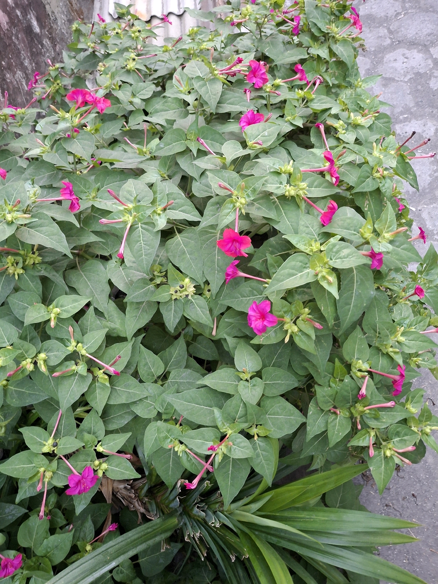 This is a medium-shot, eye-level, full-color photograph of a dense patch of Mirabilis jalapa (Four o'clock flowers) growing outdoors, possibly in Lumajang, Indonesia. The flowers are predominantly a vibrant fuchsia pink, with some buds in various stages of development. The plant features a profusion of large, ovate, green leaves. The background consists of a textured gray concrete surface and a corrugated metal roof or wall on the left. The lighting is natural and appears to be daylight. The image captures a natural, uncultivated setting, suggesting a garden or roadside planting. No people or animals are present. The overall impression is one of lush, natural growth.