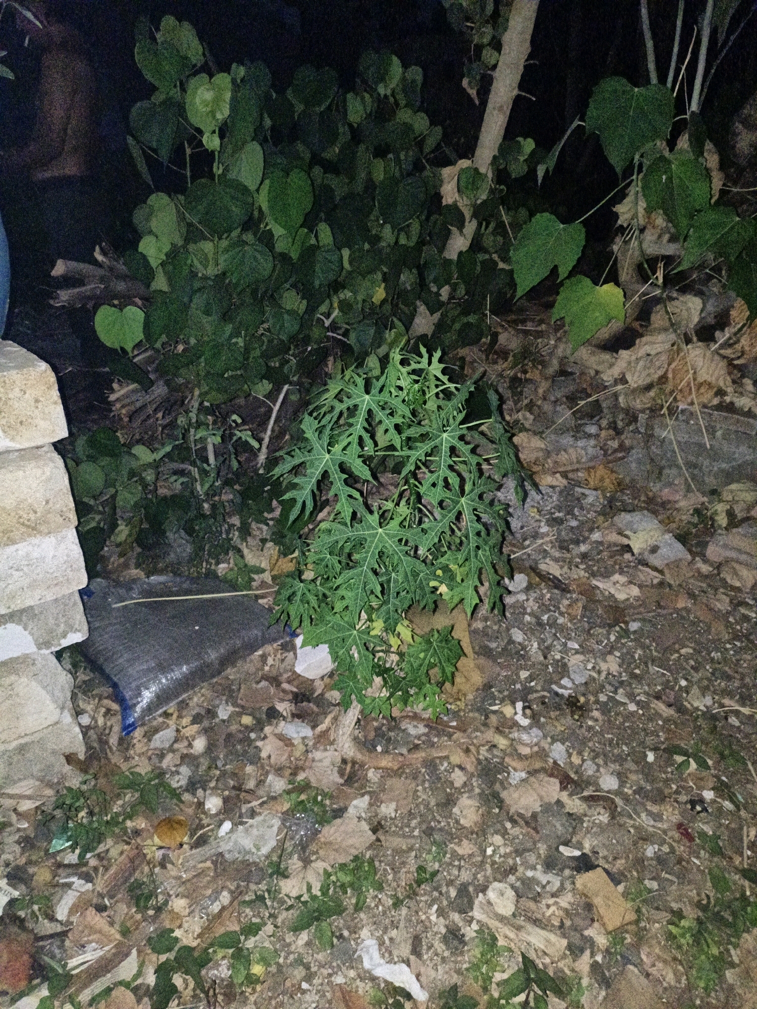 The image captures an outdoor scene at night, possibly in Cikal, Indonesia, characterized by dense foliage and scattered debris. In the foreground, a small, leafy plant with deeply lobed leaves, likely a papaya sapling, is visible. To the left, a stack of light-colored bricks and a dark, possibly fabric-covered object lie on the ground. The background features larger green bushes and trees, with a rough-textured tree trunk partially obscuring the view. The ground is covered with a mixture of dry leaves, small stones, and miscellaneous refuse, suggesting an untended or natural area within a potentially urban or suburban setting. The lighting is dim, casting long shadows and highlighting the textures of the plants and ground cover. There are no people or animals visible in the frame.