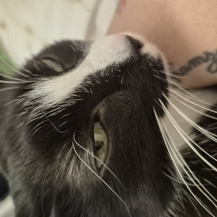 A close-up photograph captures the left side profile of a domestic cat, characterized by dark grey and white fur, resting indoors in Strasbourg, France. The cat's fur is predominantly dark grey/black, with a prominent white blaze extending from its nose bridge, encompassing the muzzle, chin, and a stripe towards the forehead. Its eyes, partially open with narrow pupils, exhibit a yellowish-green hue. Long, white vibrissae (whiskers) extend from the muzzle. The cat's head is positioned against a human's light-toned bare shoulder or upper arm, which displays a visible black ink tattoo featuring indistinct linear designs, potentially script or abstract patterns. The background is softly blurred, revealing light-colored textiles, possibly bedding, with faint green accents.
