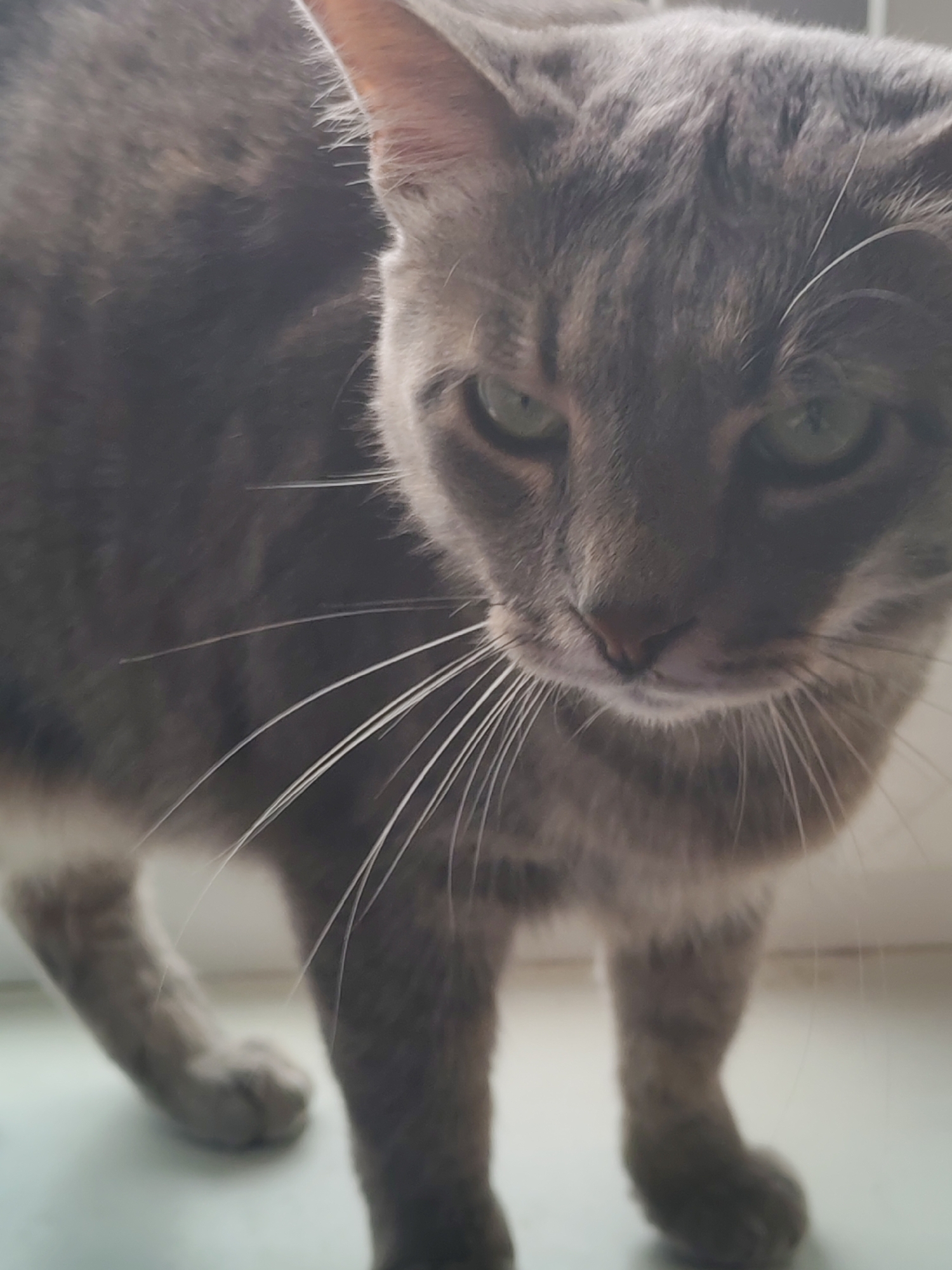 A gray cat with green eyes is standing on a white surface. The cat is looking down at the viewer. The location is Unknown, Unknown.