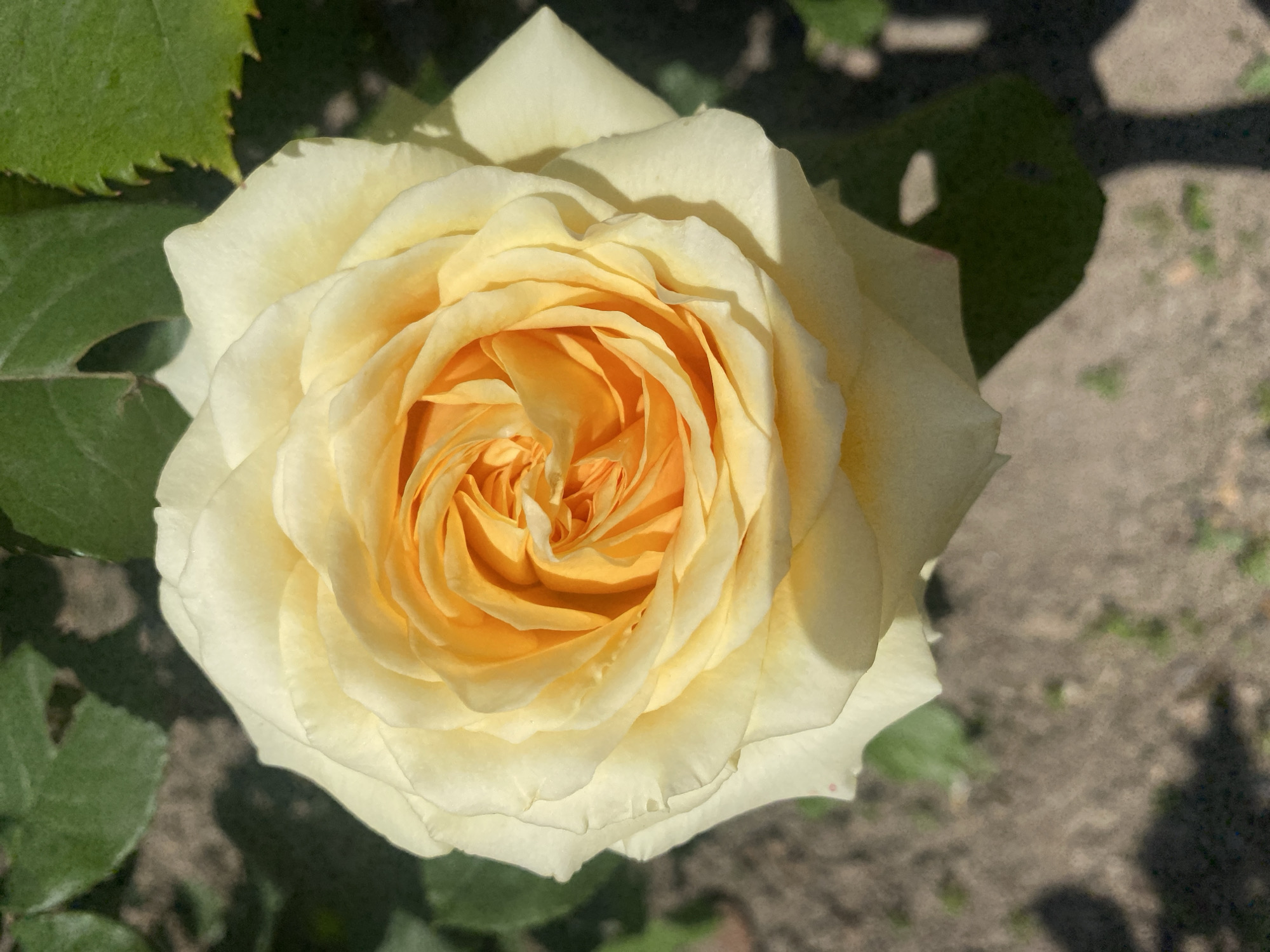 The image presents a close-up, high-angle view of a single, fully bloomed rose in an outdoor garden environment located in Kisliakovskaya, Russia. The rose is the primary subject, centered within the frame. Its outer petals are a pale cream or very light yellow, gradually transitioning to a vibrant orange-yellow hue in the tightly spiraled core. Numerous petals are visible, layered and curved, creating a distinct radial pattern. Direct sunlight illuminates the rose from an apparent upper-right direction, casting defined shadows on the petals themselves and onto the background elements, indicating clear atmospheric conditions.
The background consists of out-of-focus elements. In the upper left and upper right quadrants, dark green foliage, likely rose leaves, is visible; some leaves exhibit serrated edges. The lower half of the background comprises blurred light brown to grayish-brown ground material, consistent with soil or fine mulch, with sparse, indistinct patches of green vegetation. No individuals or overt actions are depicted. The scene is static, focusing entirely on the botanical subject and its immediate surroundings.
