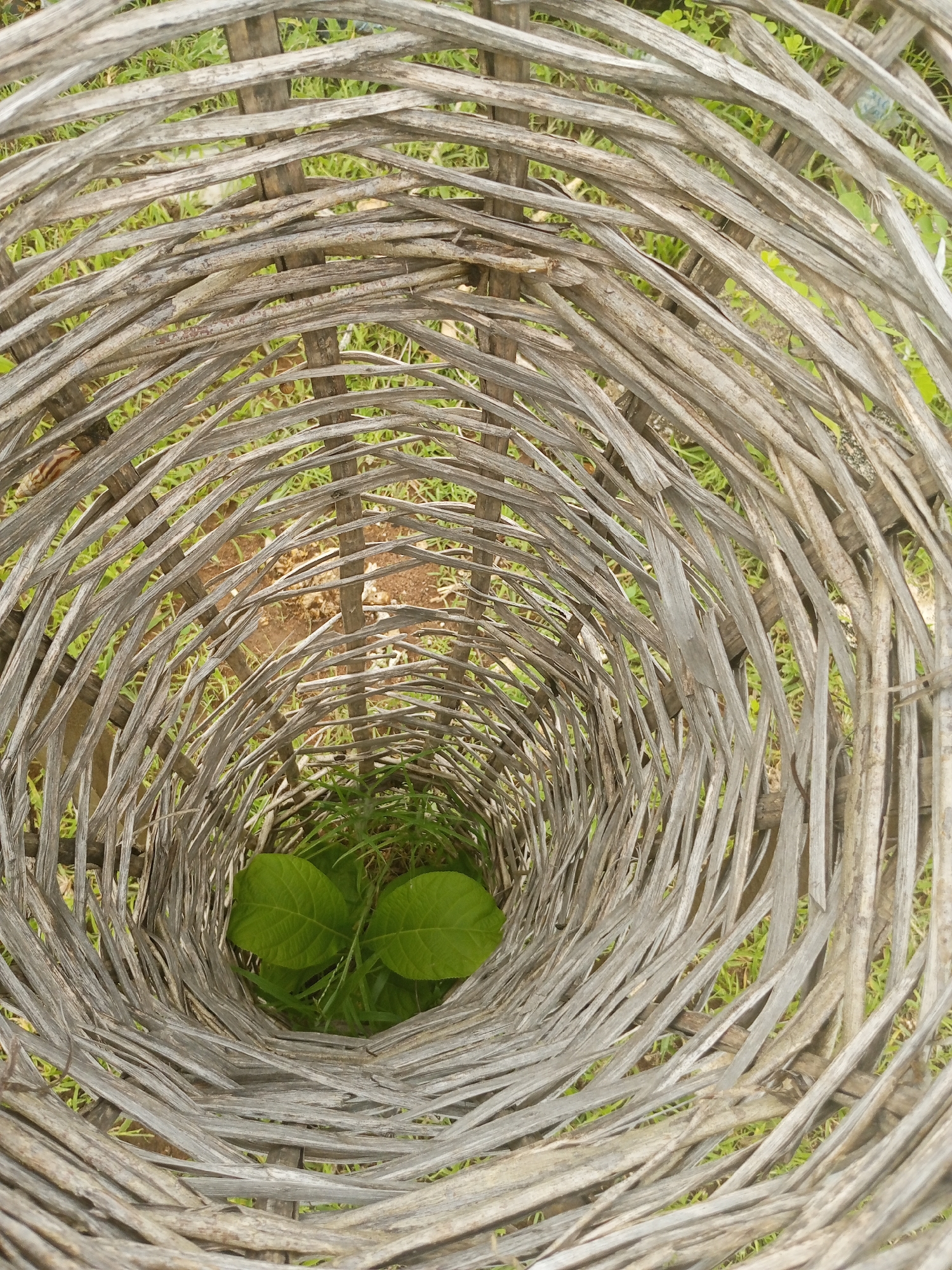 The image shows a top-down view of a woven basket-like structure made of dried, greyish-brown plant material, possibly palm fronds or branches. The structure is cylindrical and tapers inwards, creating a funnel shape. Through the open weave of the basket, patches of green grass and some reddish-brown soil are visible. At the bottom of the funnel, two vibrant green leaves are clearly discernible, set against the background of grass. The lighting suggests it is daytime, and the overall scene appears to be outdoors, likely in a natural setting given the presence of grass and soil. There is no text visible in the image. The location context is Jalingo, Nigeria.