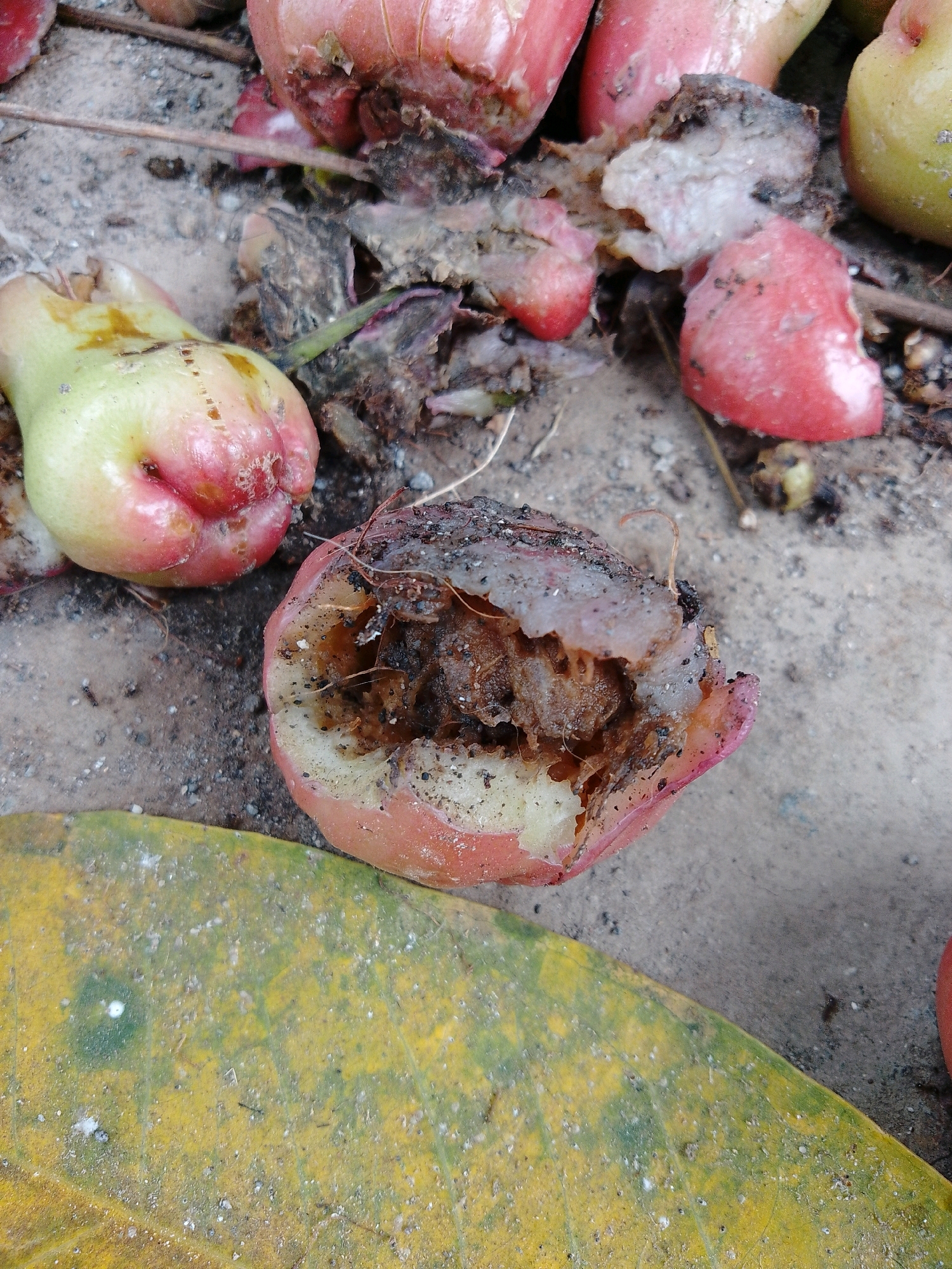 The image displays a close-up, overhead view of several bruised and decaying rose apples (Syzygium samarangense) scattered on a sandy ground, possibly in Cikal, Indonesia. The fruits are predominantly pink and white, with some showing green hues. One rose apple in the foreground is significantly damaged, revealing its pulp and seeds, with visible signs of decay and insect activity. The ground is a mixture of sand, small pebbles, and some dried organic matter, including leaves. A large, yellow-green leaf lies in the lower left corner of the frame, partially obscuring the ground. The lighting suggests an outdoor environment, likely during the day. There are no people or animals visible in the frame.