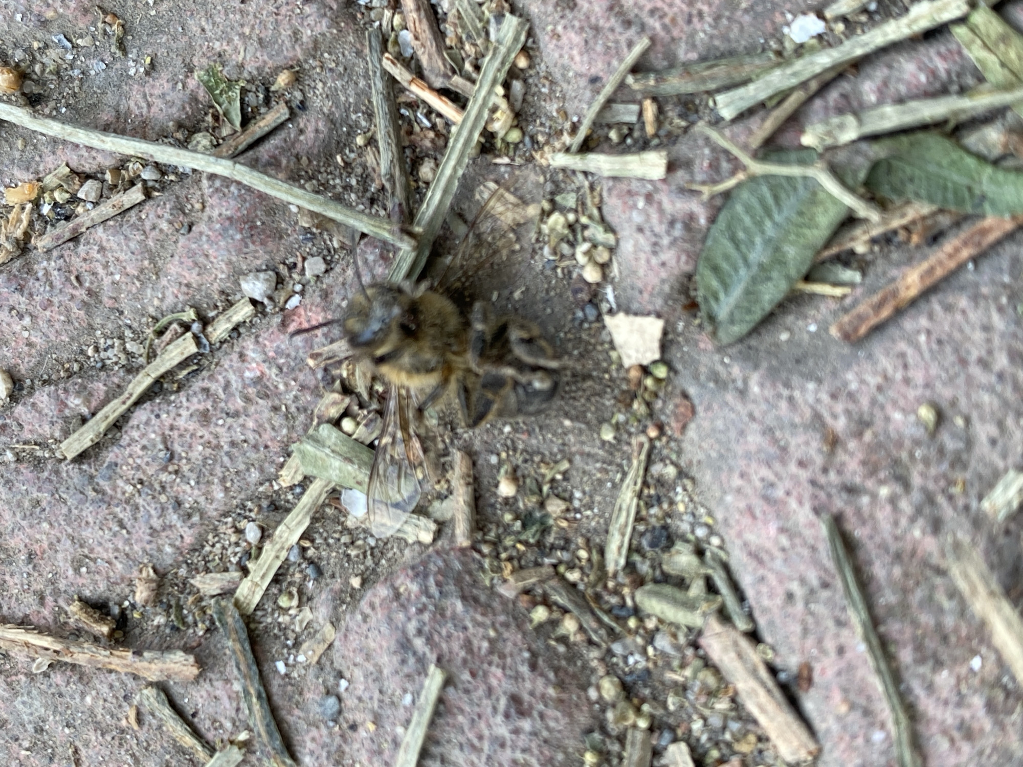 A dead bee is shown on a brick pathway surrounded by small debris, twigs, and a green leaf in Larbaa, Algeria. The bee is positioned in the center of the image, with its body slightly curled and its legs and wings visible. The brick pathway appears weathered and has a reddish-brown hue. The debris consists of small stones, dirt, and fragments of plant matter. A single green leaf, partially dried, is located to the right of the bee. The overall scene depicts a small, inanimate subject in a natural, outdoor setting.