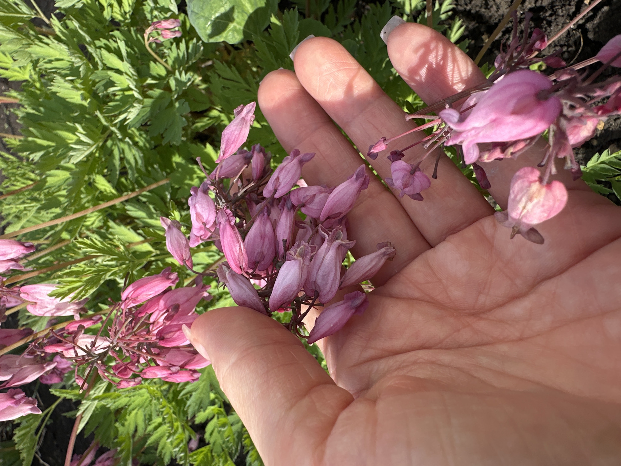A hand with pale skin and light fingernails gently holds a cluster of delicate pink flowers, likely bleeding hearts, against a backdrop of vibrant green foliage. The flowers are small and heart-shaped, with intricate structures. The sun illuminates the scene, casting soft shadows. The image is taken outdoors, and the dark soil beneath the plants suggests a garden setting. The overall impression is one of natural beauty and tranquility. There is no discernible indication of the specific location within Yaroslavka, Russia.
