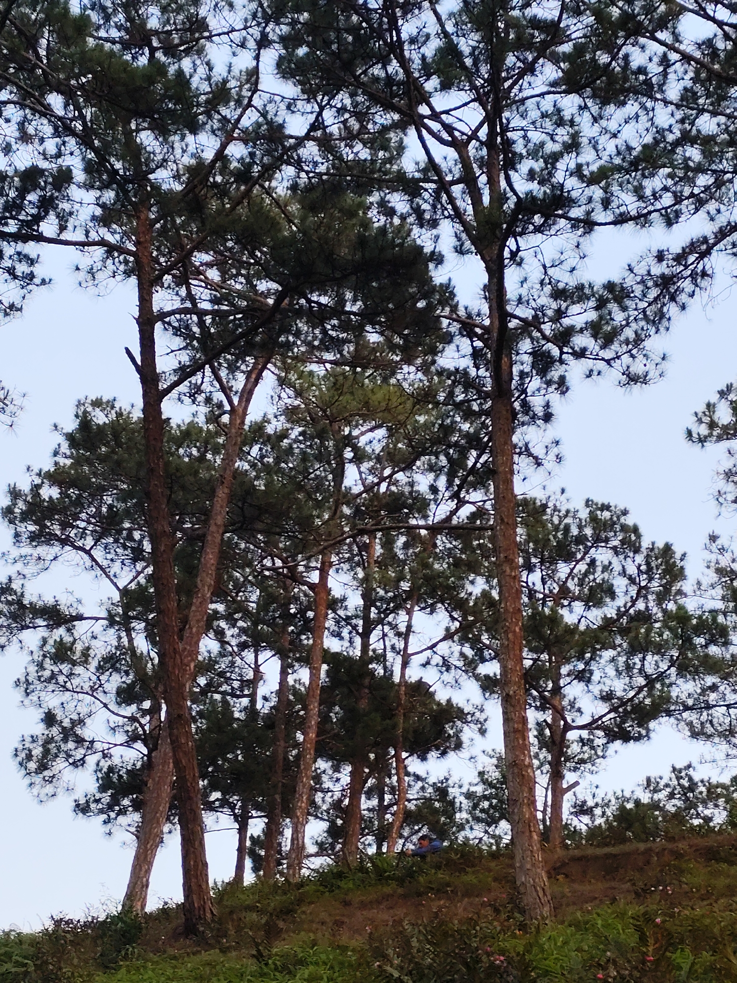 The image shows a grove of pine trees on a hillside in Lạc Dương, Vietnam. The trees have tall, slender trunks with dark green foliage. The ground is covered in green vegetation and some pink flowers. A person wearing a blue shirt is sitting on the hillside. The sky is a pale blue, visible through the trees.