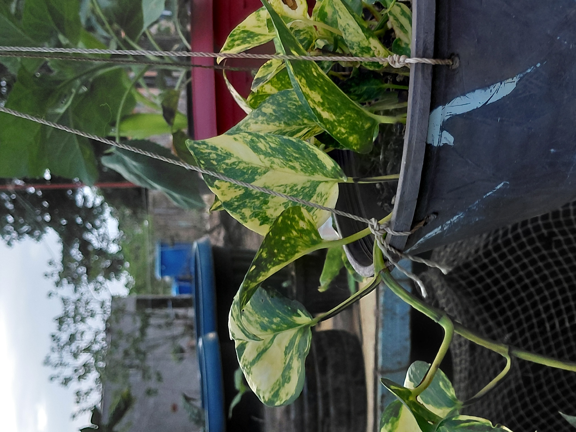 A hanging plant with variegated green and yellow leaves is in the foreground. The plant is in a dark gray pot with a faded light blue design. The pot is suspended by two ropes. In the background, there are blue plastic containers and other plants. The scene appears to be outdoors, possibly in a residential or garden area. The image does not provide specific information about the city of Santa Ana, Venezuela, or any people.
