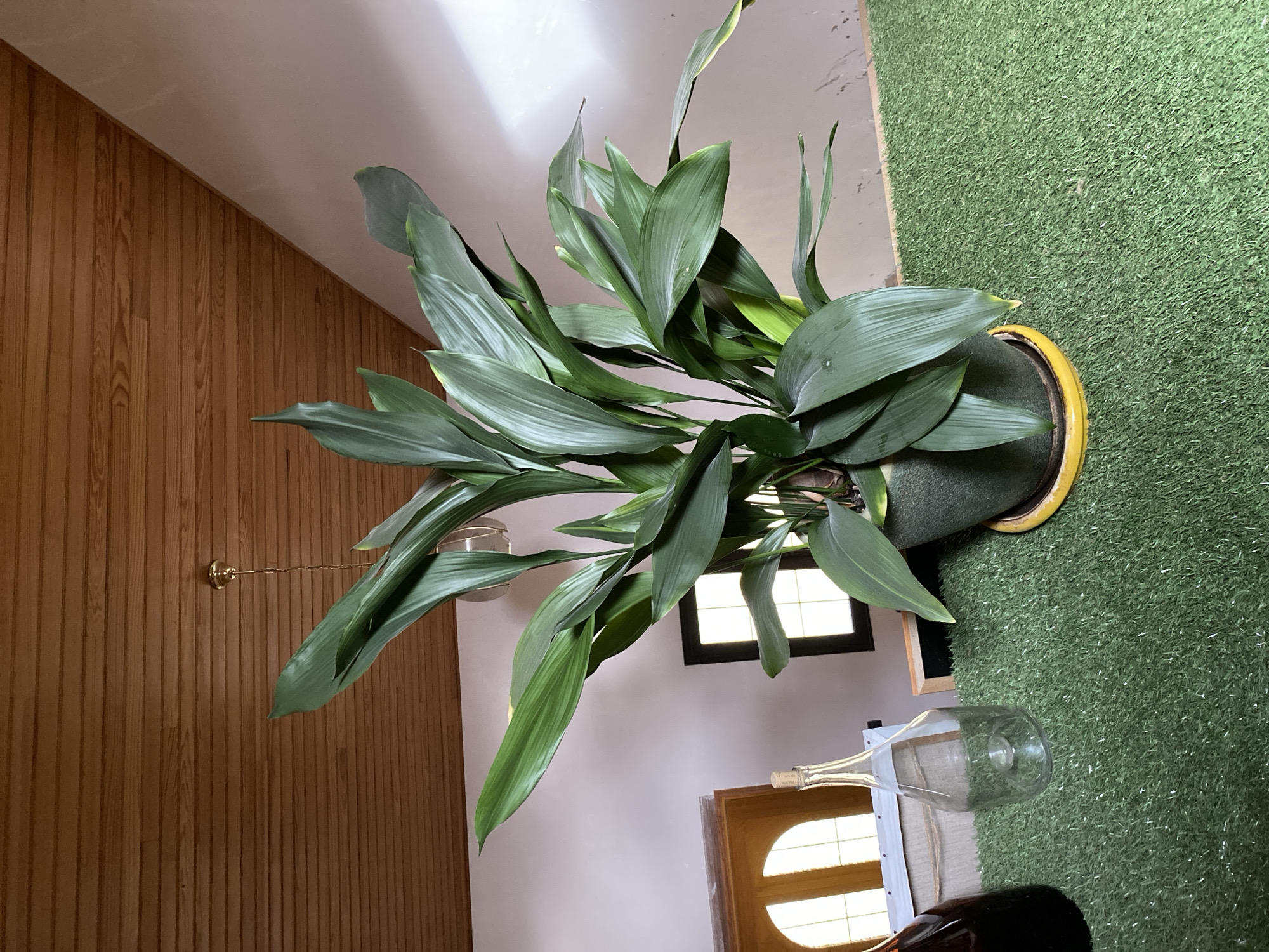 This elevated indoor shot captures a vibrant green plant and various elements of a distinctively decorated room in Courpière, France, during the daytime.
The central subject is a large, healthy houseplant, likely a Cast Iron Plant (Aspidistra elatior) or similar, with numerous broad, dark green, somewhat glossy leaves. It is potted in a dark container with a prominent yellow rim. The plant sits on a floor covered in bright green artificial turf, visible on the right side of the image.
To the left, a wall is clad in light brown wooden paneling, creating a rustic or traditional aesthetic. A brass-colored light fixture with a pull chain extends from this wall. The ceiling above is white. In the background, near the right, a small window with multiple panes allows natural light to flood the space, confirming it is daytime. Below this window, part of a wooden structure, possibly a piece of furniture or a decorative screen, features a rounded or arched cut-out through which more light is visible.
On a light-colored surface next to the artificial turf, an empty, clear glass wine bottle stands upright. The cork of this bottle clearly displays the text "SAINT-EMILION GRAND CRU," indicating its origin from a renowned wine region. A dark bottle is partially visible behind it.
No specific activity is taking place; the image presents a still life or interior scene. The combination of wood paneling and artificial turf suggests a unique and eclectic interior design choice.