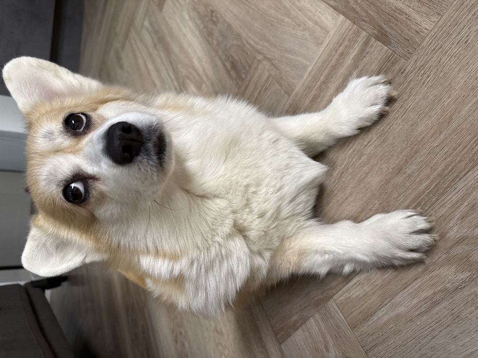 A Pembroke Welsh Corgi dog is depicted seated on its haunches on a light-colored wooden laminate floor, laid in a herringbone pattern. The dog's fur is predominantly white on its chest, belly, and front legs, with tan markings visible on its back, sides, head, and upright, pointed ears. Its dark brown eyes are directed upward, and its black nose and prominent whiskers are visible. The dog's front paws are extended forward on the floor. The background is out of focus, revealing a portion of a light-colored upholstered object, likely a sofa, in the upper left. The scene takes place indoors. The specific location within the city of Krasnoyarsk, Russia, cannot be determined from the visual information provided in the image.