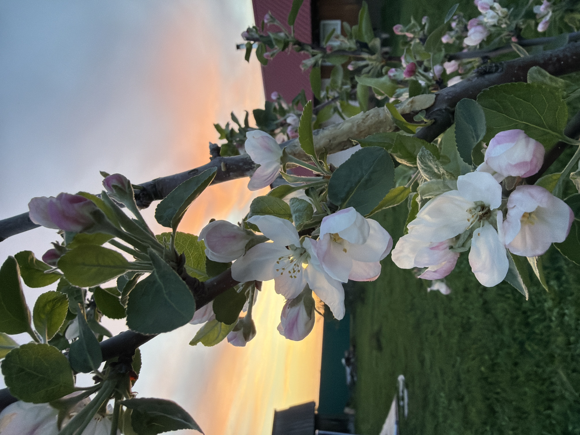 A close-up, rotated image depicts an apple tree branch with white and pink blossoms and green leaves. The backdrop features a gradient sky transitioning from light blue at the top to orange and yellow towards the bottom, indicative of either a sunrise or sunset. The blurred background includes elements of a building with a red roof and green vegetation. This image was taken in Кадряково, Russia.