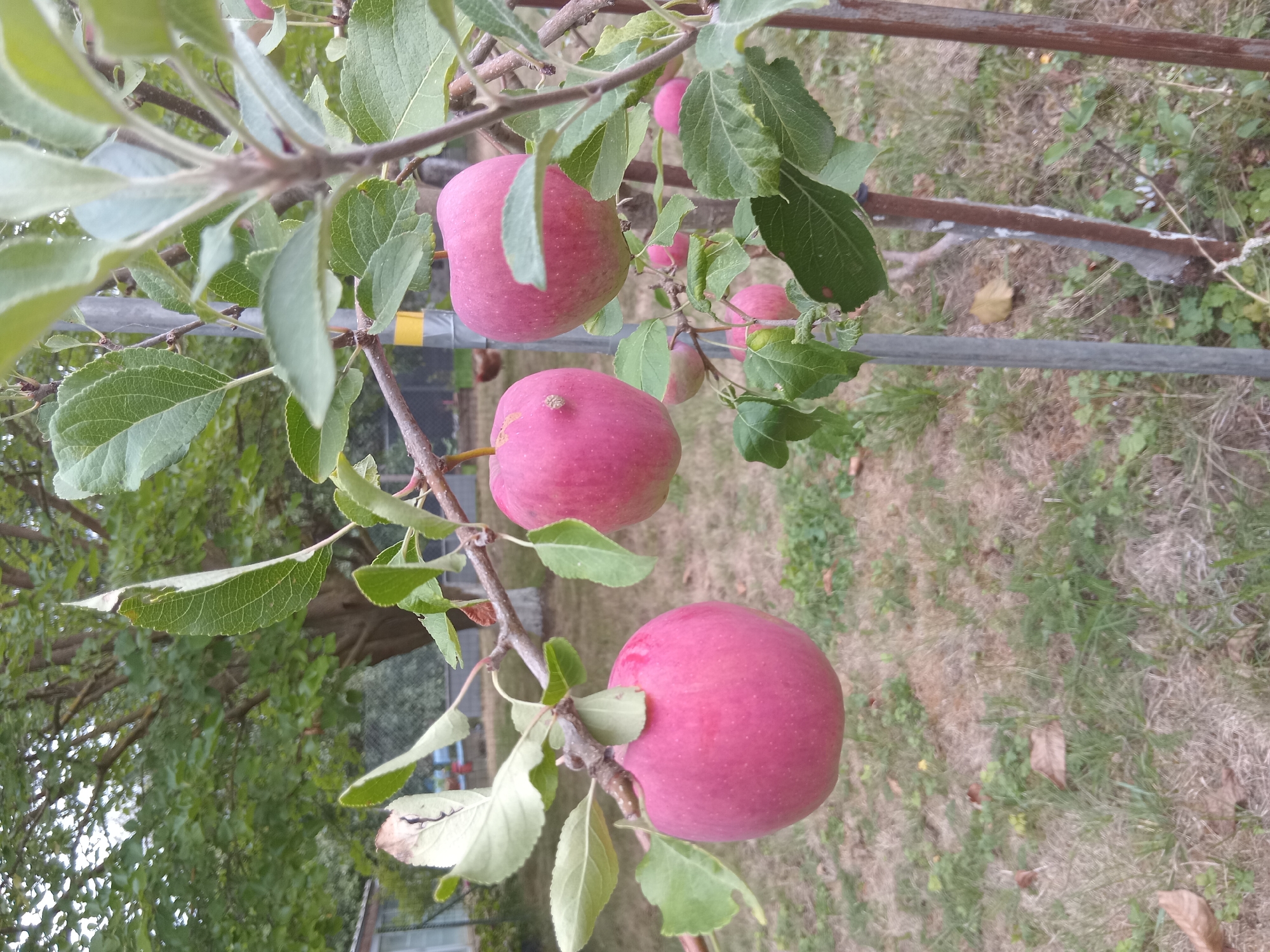 The image shows an apple tree with several ripe, red apples. The tree is in a garden or orchard setting. In the background, there are trees, grass, and a fence. The overall scene suggests a natural, outdoor environment. The image does not provide any specific information about the city of Weißenthurm, Germany.