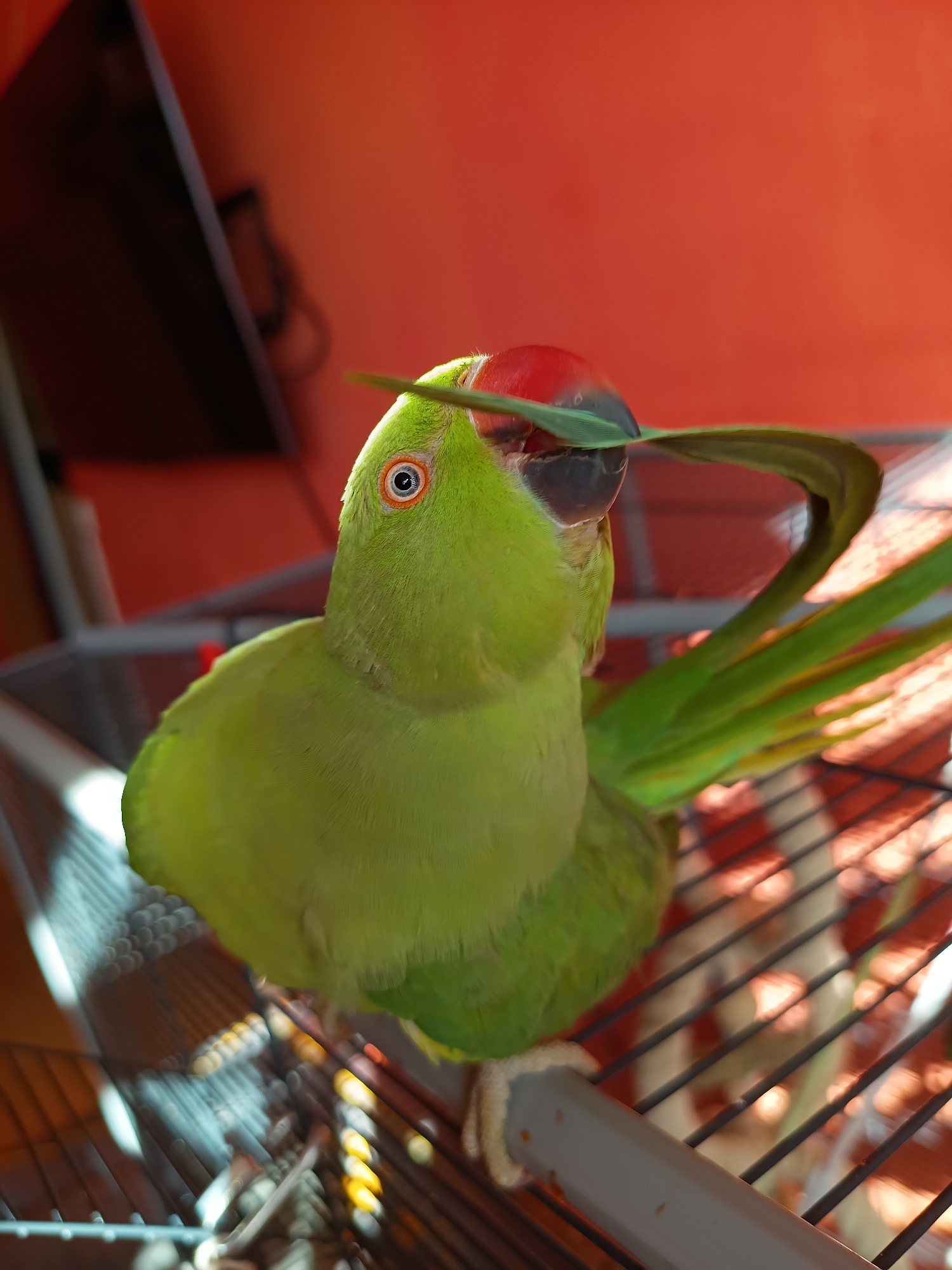 This media file shows a close-up, eye-level shot of a vibrant green parrot perched on a black metal cage in what appears to be an indoor setting. The parrot has a distinct red patch on its beak and a curious expression, with its eye visible and focused. It is holding a thin, green leaf in its beak, which curves upwards over its head. Sunlight streams into the cage, creating dappled patterns of light and shadow on the bars and the parrot's feathers, suggesting it might be daytime. The background is a warm, reddish-orange color, possibly a wall, and a dark, blurred object that could be a television or monitor is partially visible on the left. The parrot's body is mostly in focus, with its tail feathers fanned out to the right. The overall impression is one of a pet interacting with its environment, perhaps playing with a new toy. There is no visible text in the image.