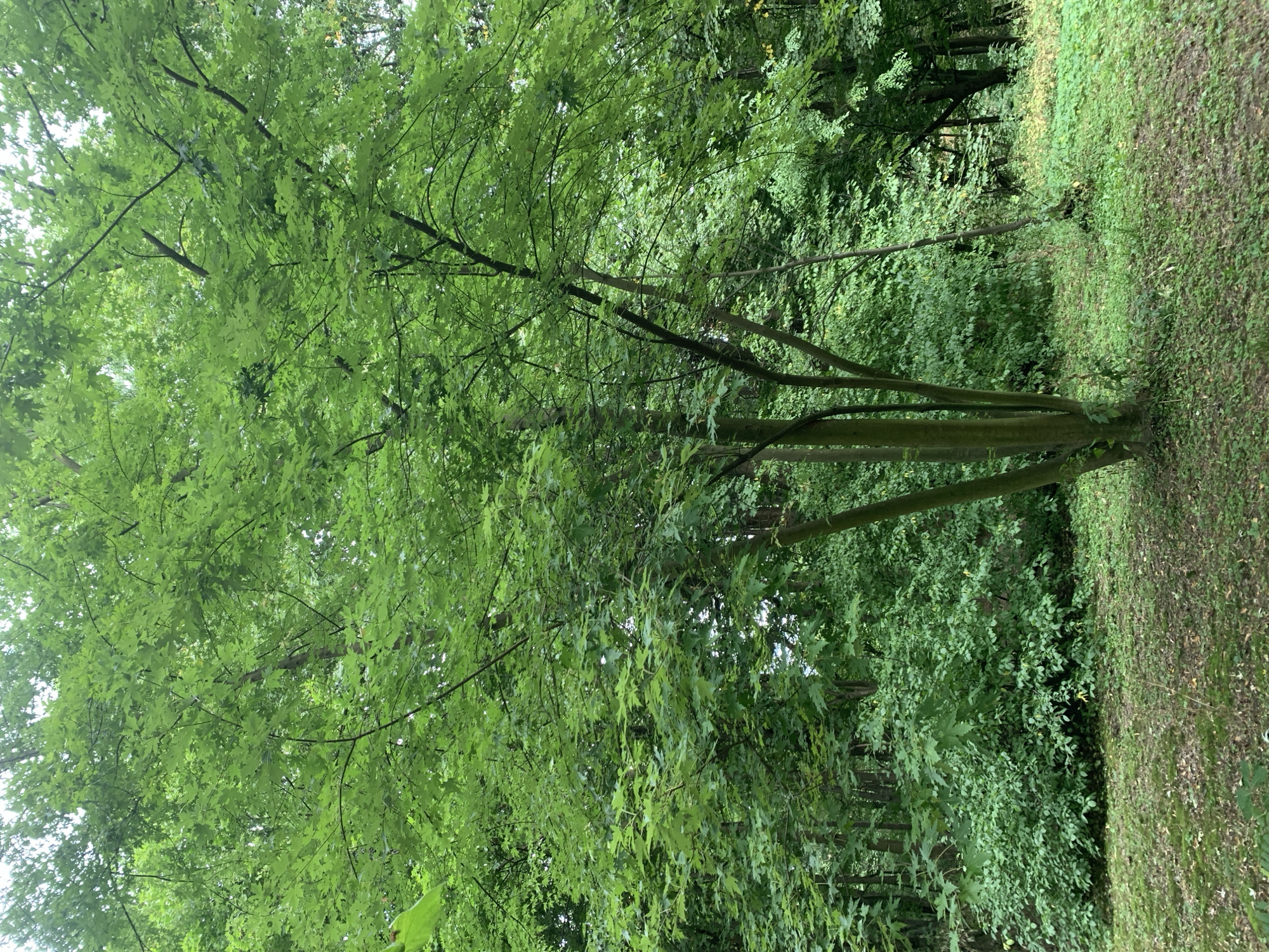 The image depicts a deciduous tree with a multi-trunked base, set within a naturalistic park or forest environment. The tree's canopy is full of lush, green leaves, suggesting it is late spring or summer. The ground is covered with a mixture of grass, fallen leaves, and moss. In the background, a dense wall of trees and undergrowth creates a sense of depth. The lighting suggests an overcast day, with diffused natural light illuminating the scene. The scene appears to be within the city of Lviv, Ukraine, likely in one of its numerous parks or wooded areas, such as Stryiskyi Park or Lysychak Forest. There are no people, animals, or man-made structures visible in the image, focusing solely on the natural landscape.