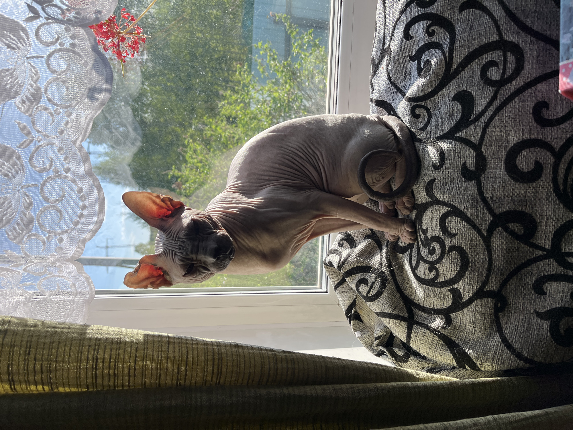 A hairless cat, possibly a Sphynx breed, is perched on the edge of a patterned curtain, facing down and toward the viewer. The cat has wrinkled skin and large ears. The curtain is gray with a black swirling pattern. Behind the cat is a window with a partially obscured view of greenery, likely trees, through the window. A white, lacy curtain hangs to the left of the window. The scene is indoors with natural light. The location in the city of Nizhny Tagil, Russia, cannot be determined from this information.