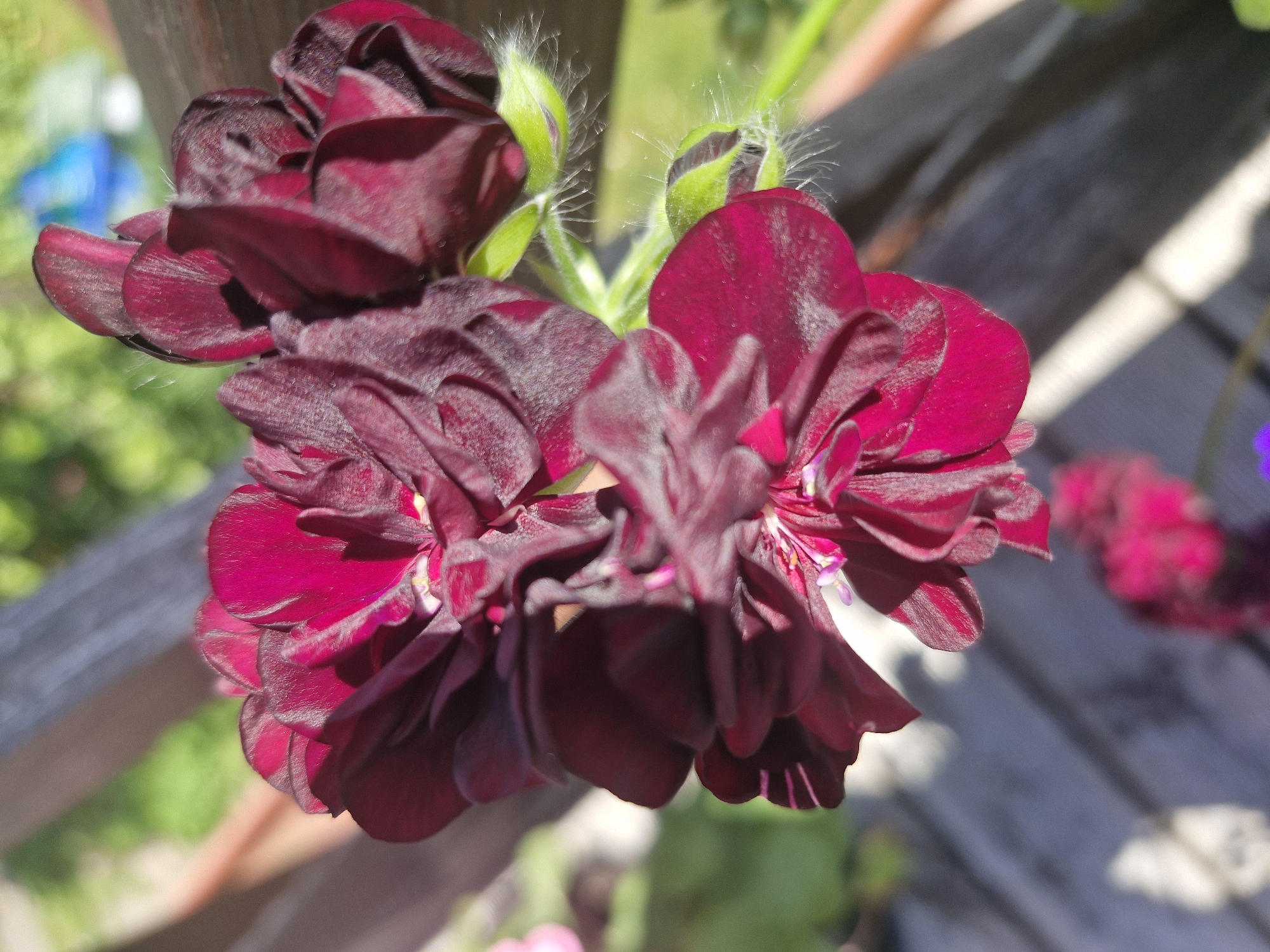 The image depicts a close-up, top-down view of a cluster of dark red to deep magenta flowers, likely geraniums, exhibiting a velvety texture. The petals display varying shades, appearing almost black in shadowed areas and vibrant crimson where illuminated by strong, directional sunlight. Visible within the open blossoms are lighter pink and purple reproductive structures. Several light green flower buds, covered in fine white hairs, are present on hairy green stems. The background is significantly blurred, featuring indistinct green foliage in the upper and mid-sections, and dark, horizontally oriented wooden planks or slats with bright highlights in the lower and upper-left portions of the frame. A faint, blurred blue object is discernible in the upper right. The scene is illuminated by natural light, casting distinct shadows and highlighting the fine details and textures of the flowers and stems. No people or specific actions are depicted. The location is Unknown, Unknown.