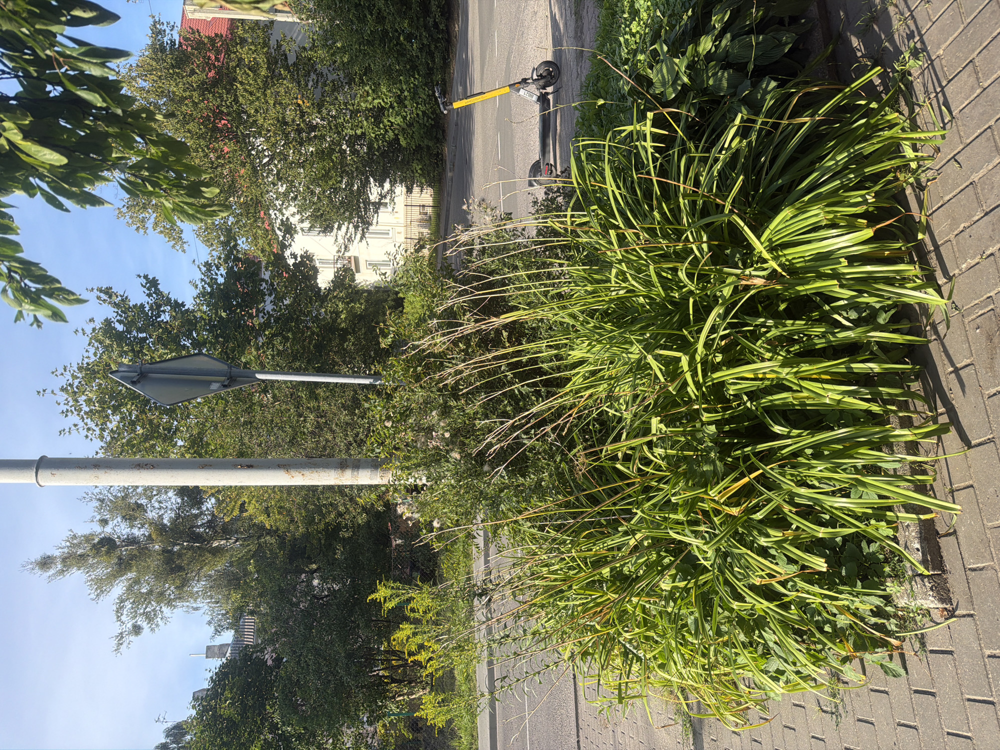 A wide, low-angle, eye-level, outdoor, daytime, full shot captures a paved sidewalk with a large bush of lush green, grass-like plants with thin, dried stalks reaching upwards. A light gray, round pole stands to the left of the bush, with a dark gray diamond-shaped sign attached. A paved road runs parallel to the sidewalk, with white lines marking a pedestrian crossing. In the distance, a yellow electric scooter is parked on the side of the road. Behind the scooter, a white building with a red-tiled roof is visible, surrounded by green trees. The sky is clear and blue. This scene is located in Kaliningrad, Russia.